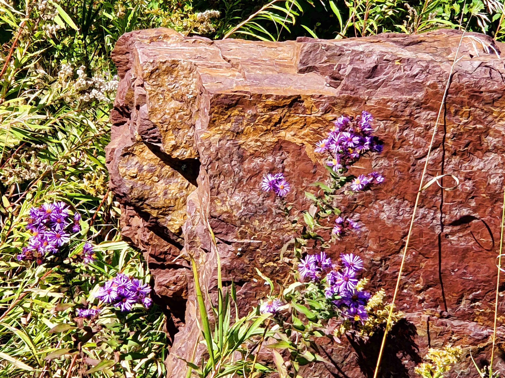 Flores y rocas