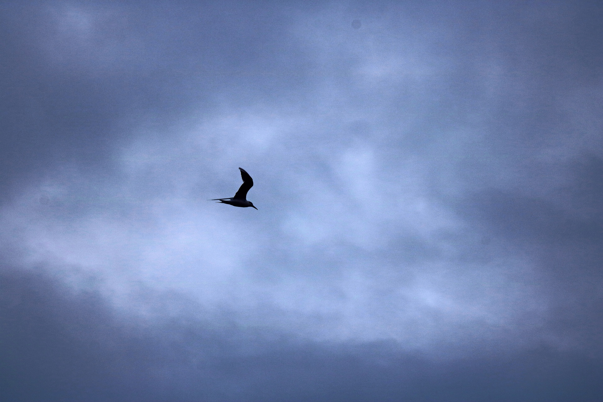 Létající rybák proti obloze