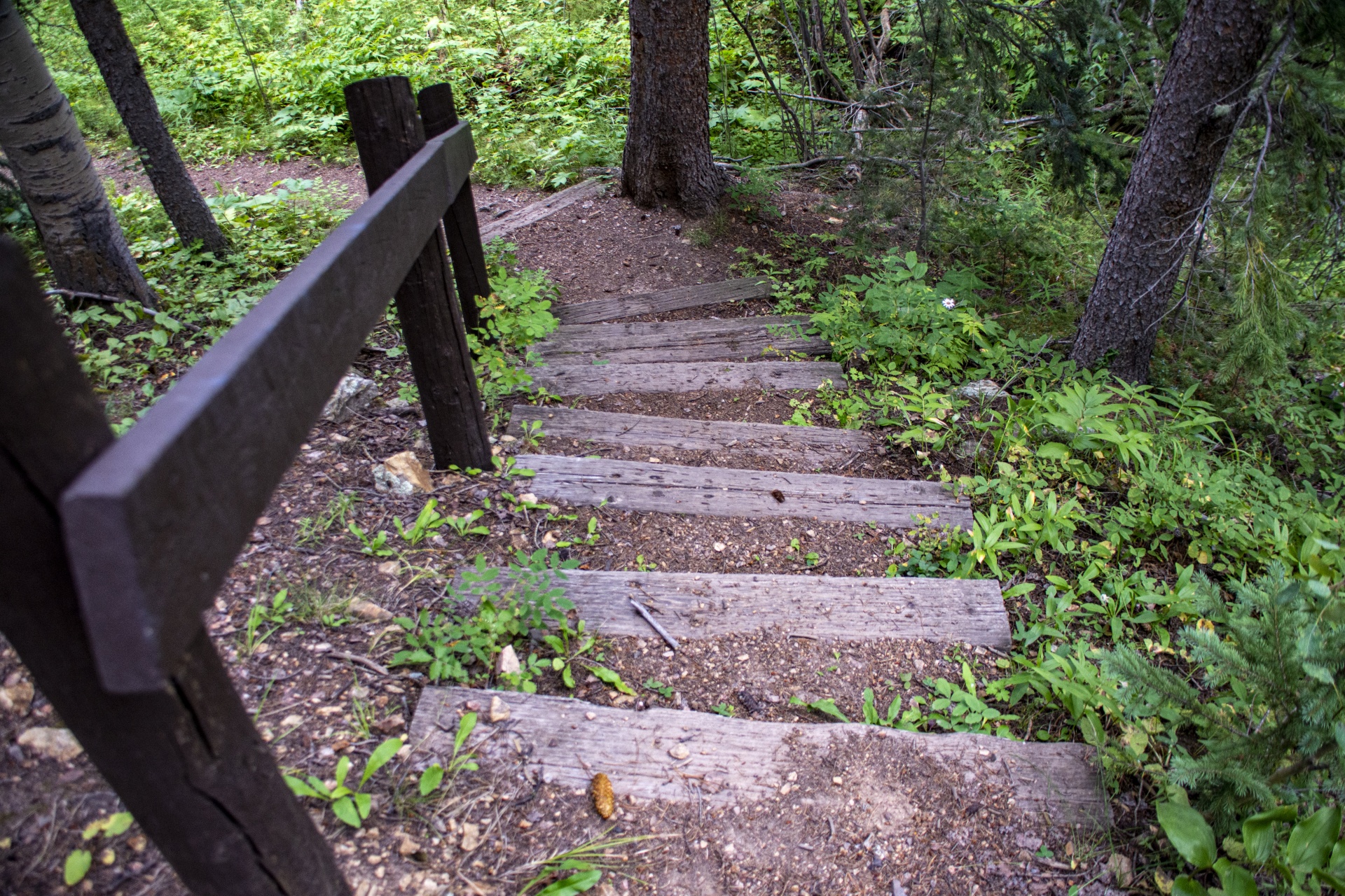 Escadas Florestais