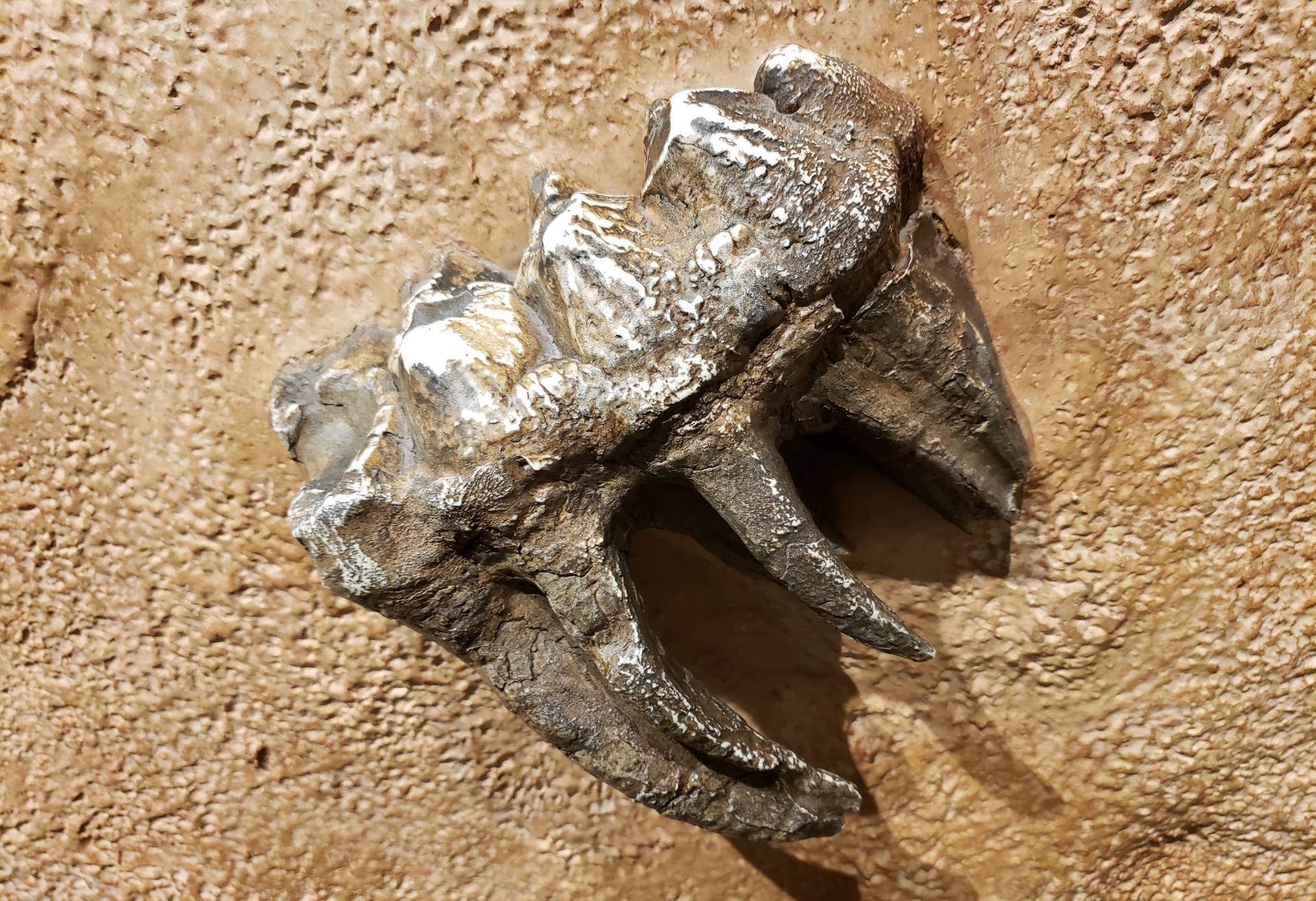 Mandíbulas Fósseis