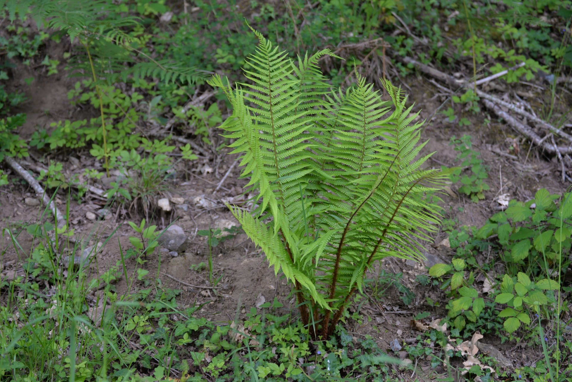 Samambaia, planta selvagem