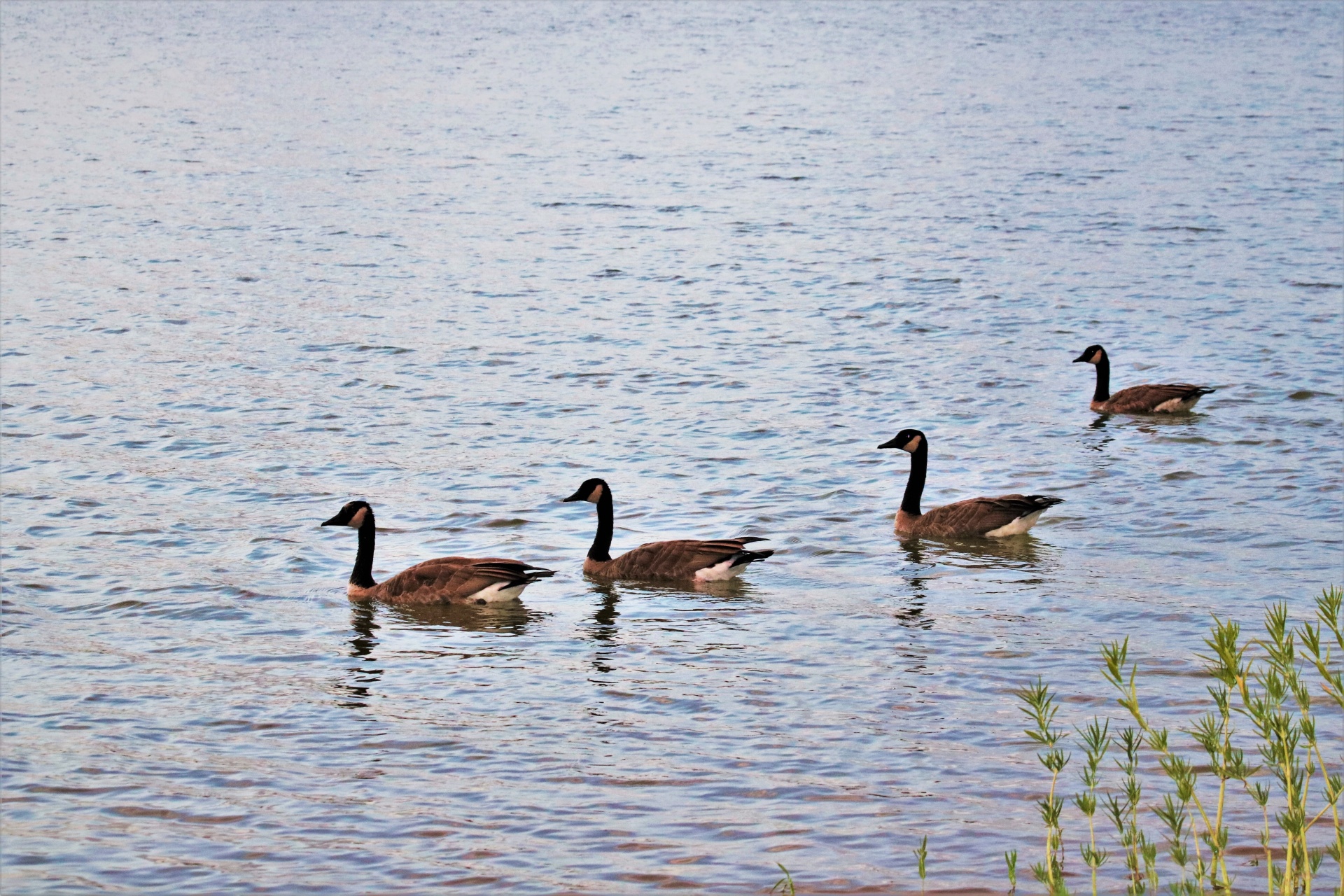 Quatro gansos do Canadá nadando no lago