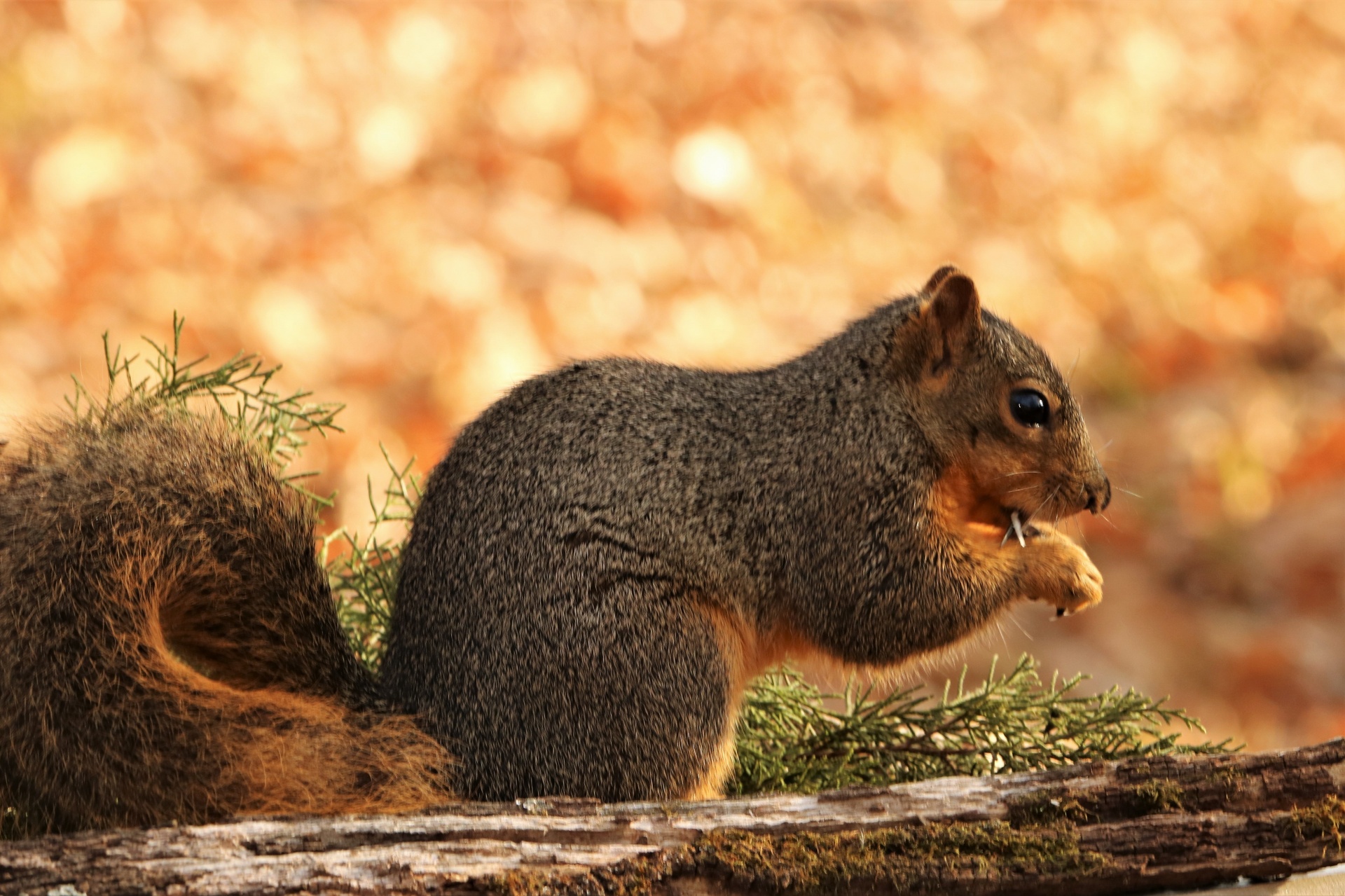 Fox Squirrel And Gold Bokeh