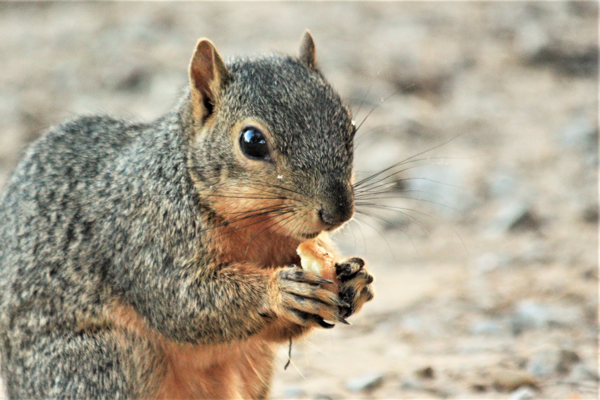 Esquilo raposa comendo rosquinha