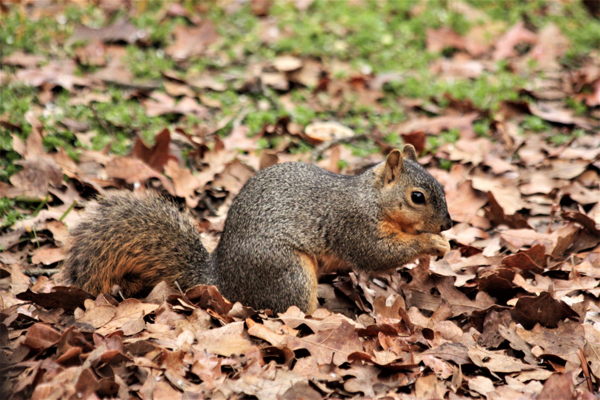 Esquilo raposa em folhas de outono