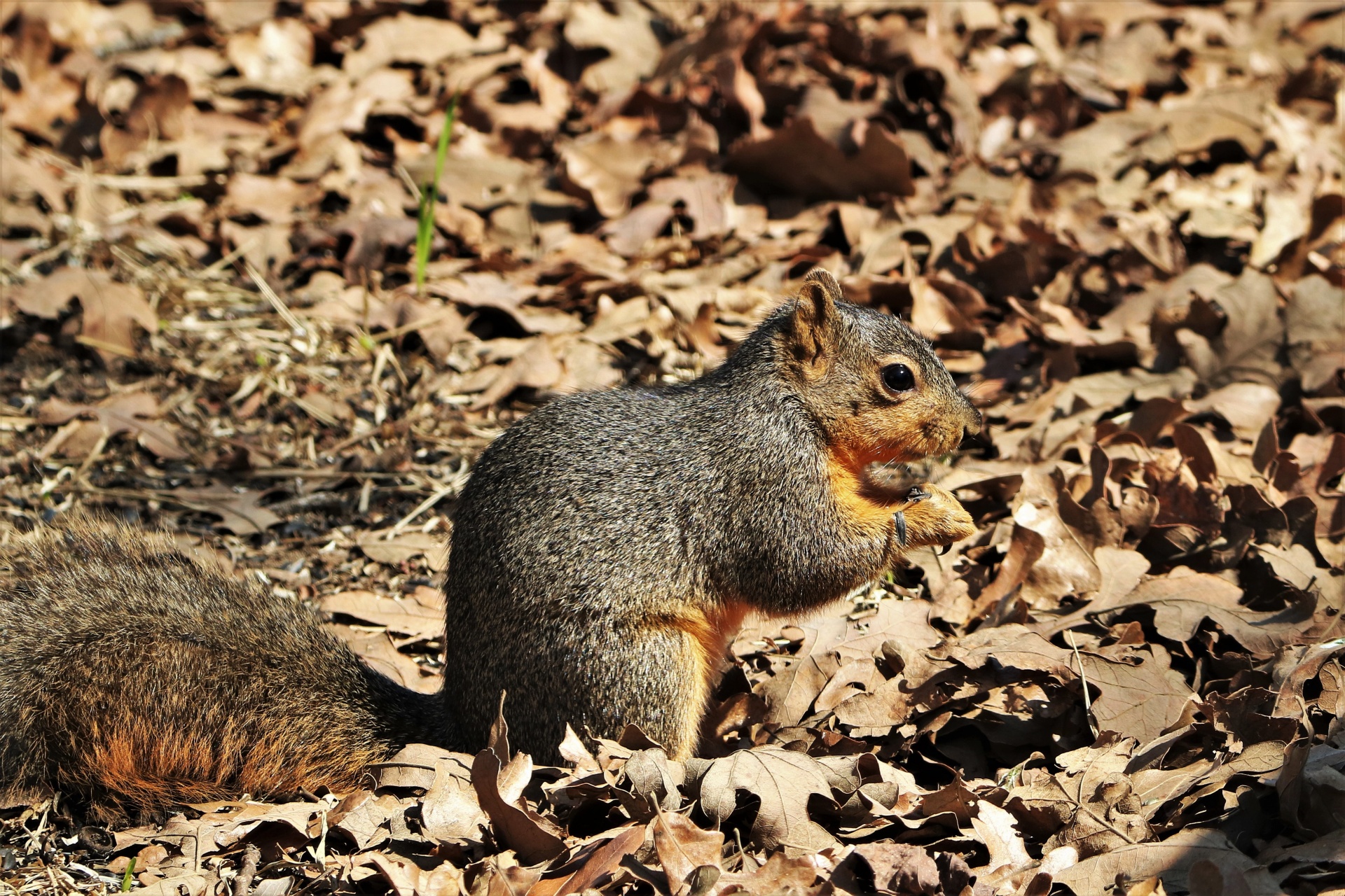 Fox Squirrel in Leaves