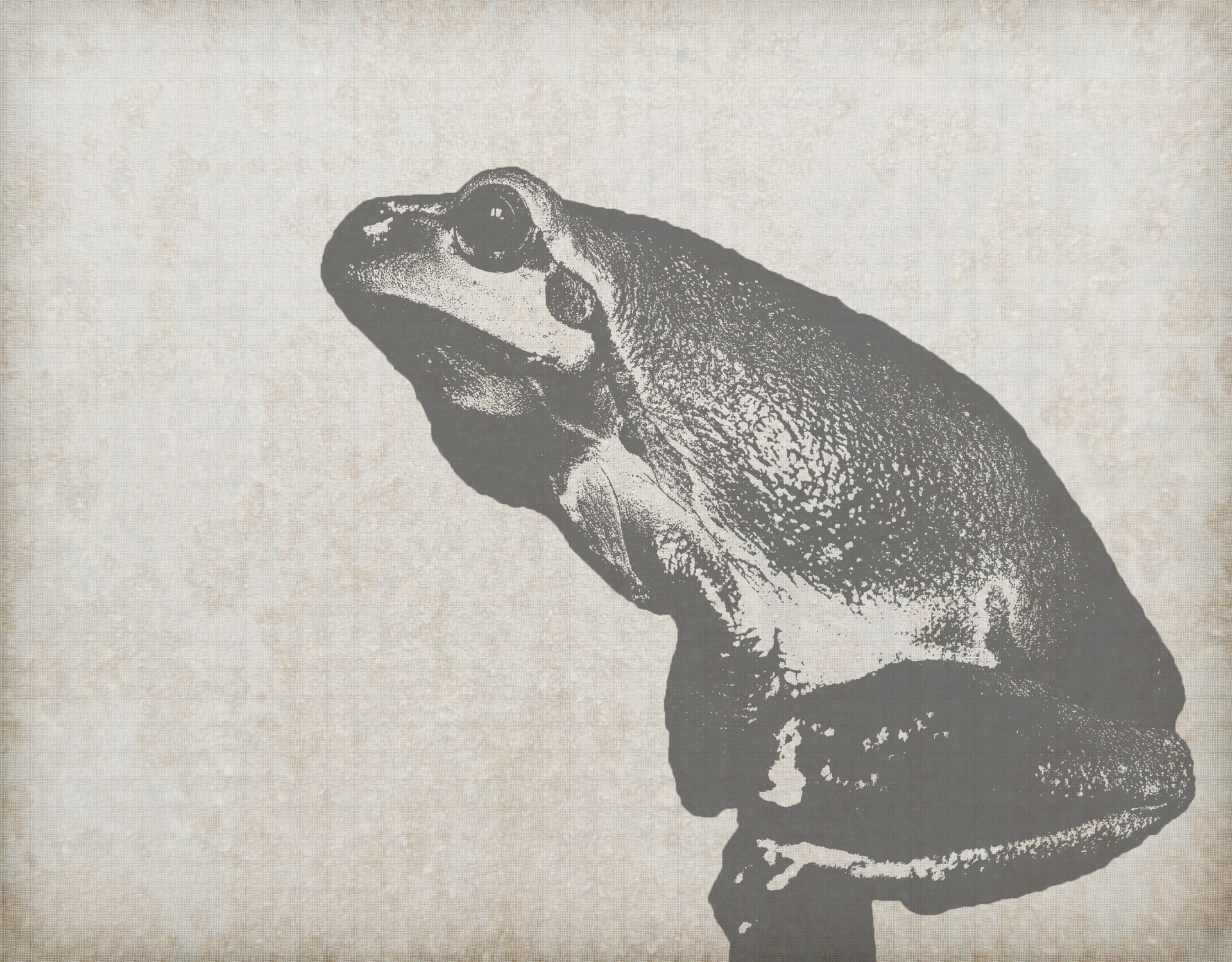 Frog Portrait Vintage bakgrund