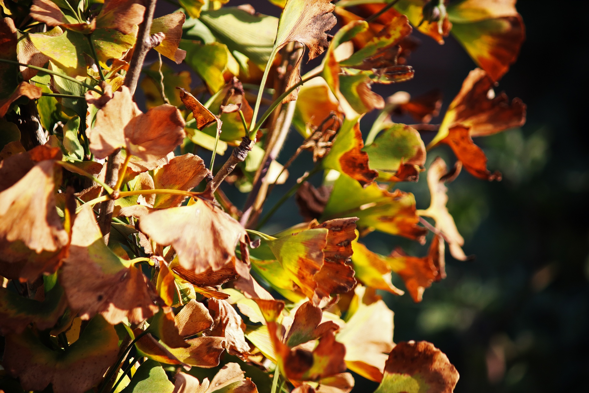 Ginkgo biloba listy na stromě