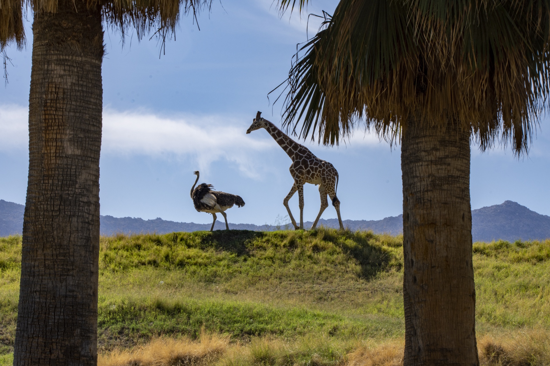 Girafa e avestruz