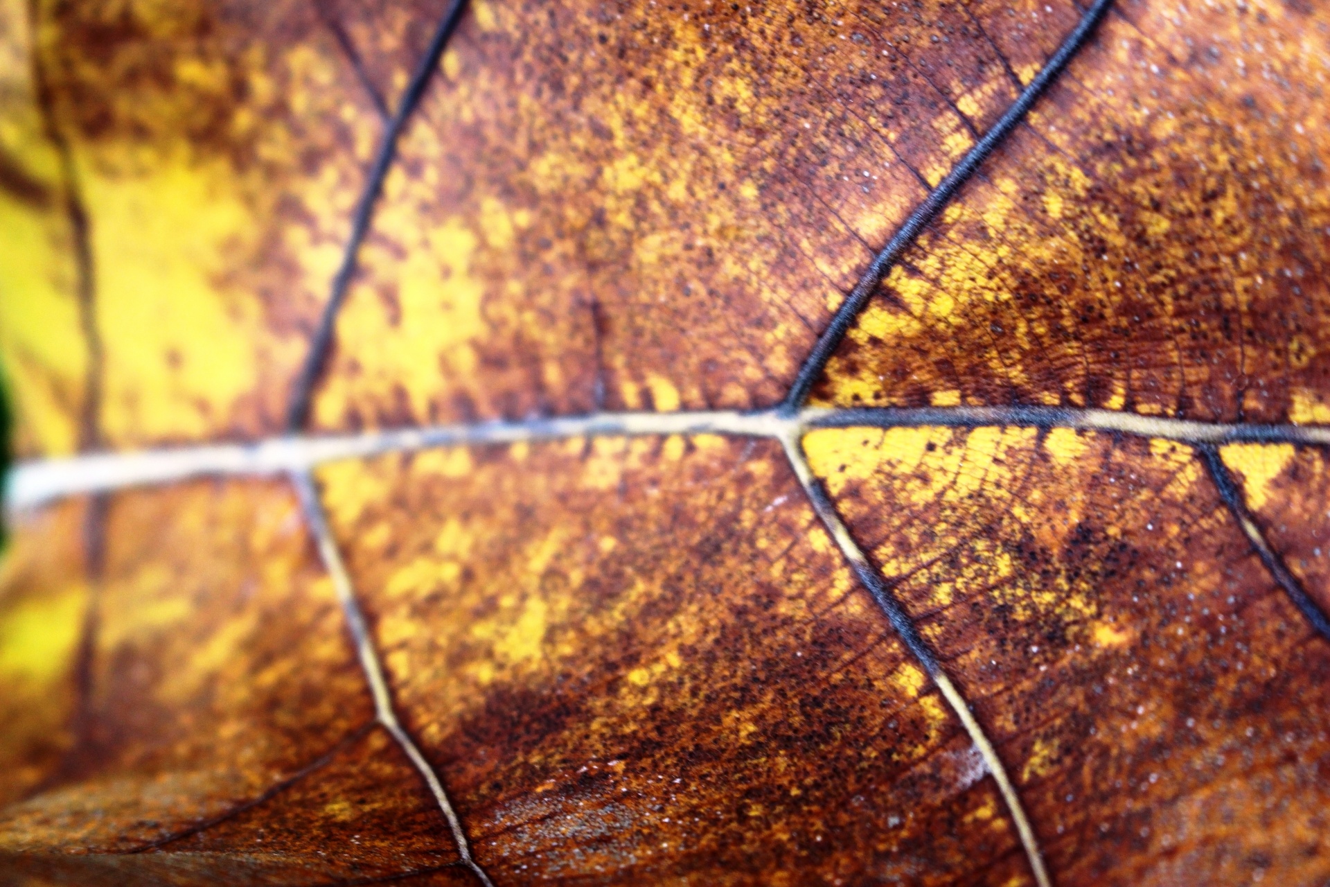Folha caída de outono marrom dourado