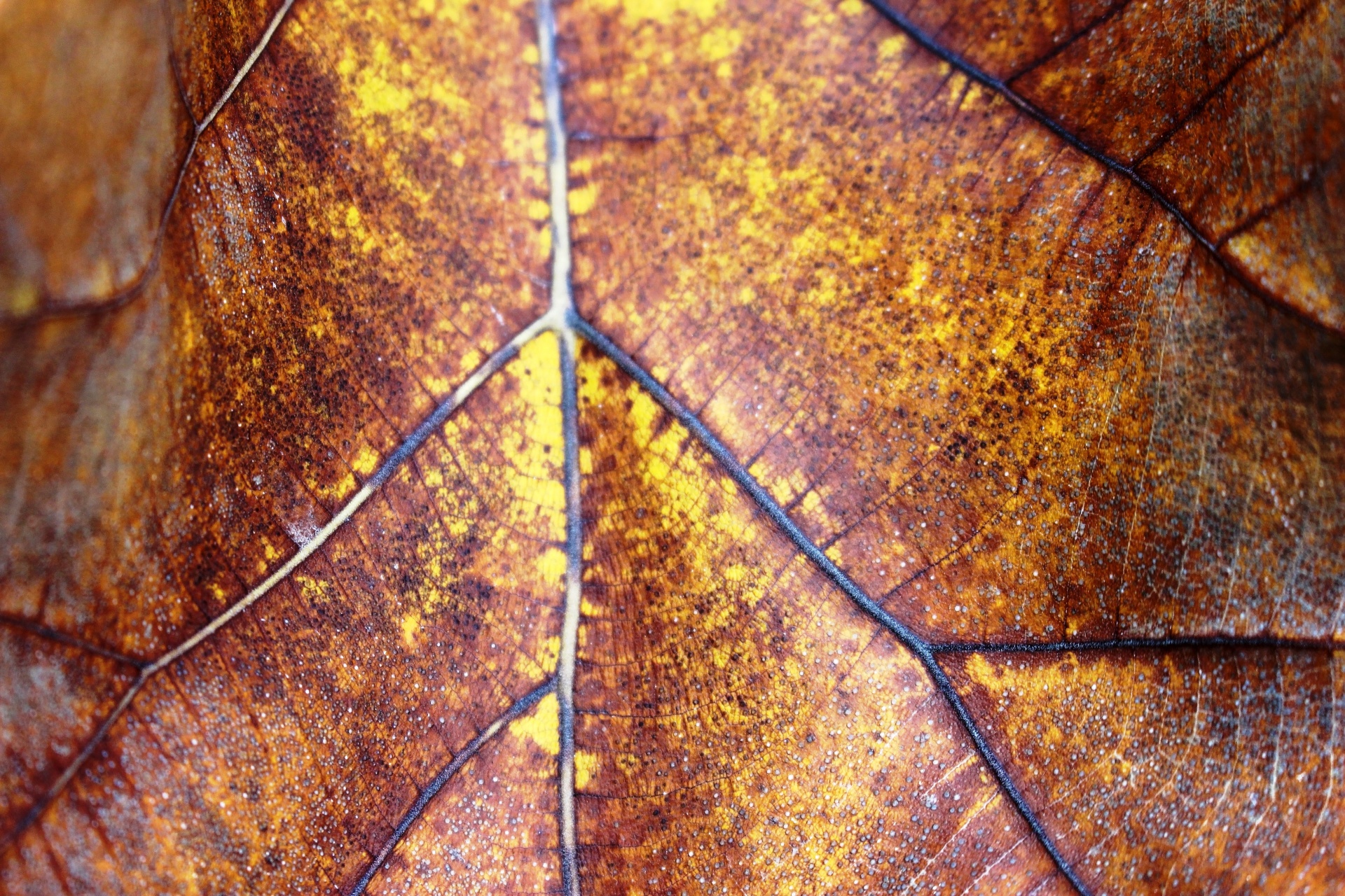 Guldbrunt höstfallet blad