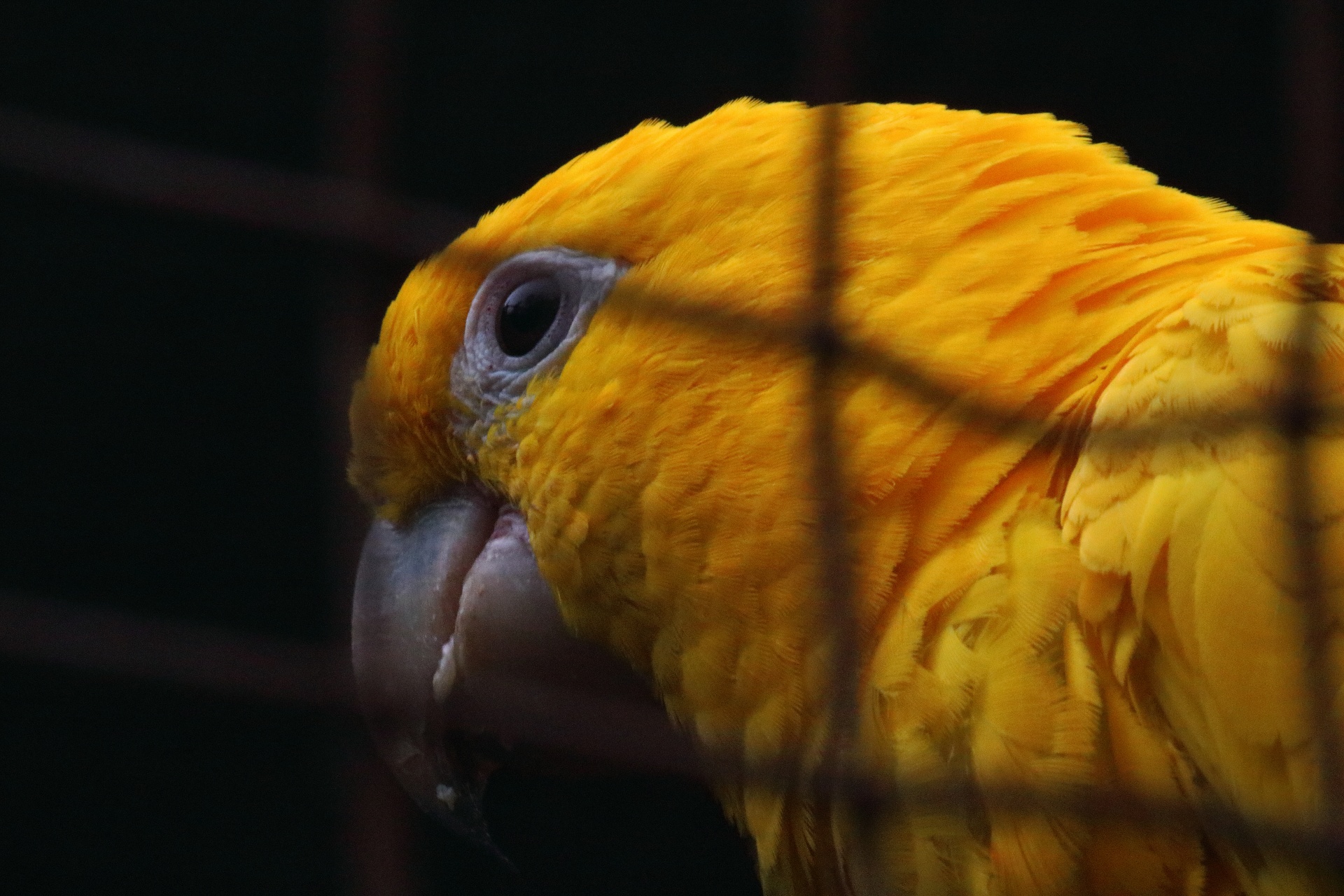 Pássaro conure dourado em uma gaiola