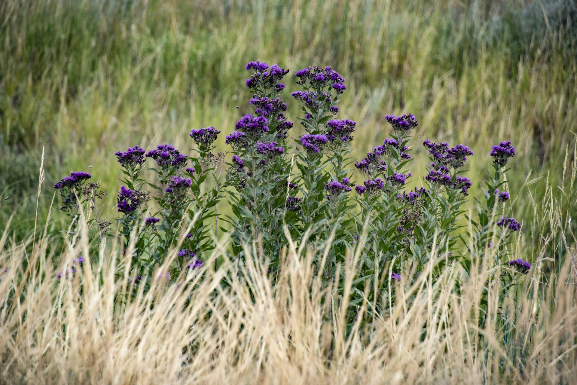 Hierba Dorada, Flores Púrpuras