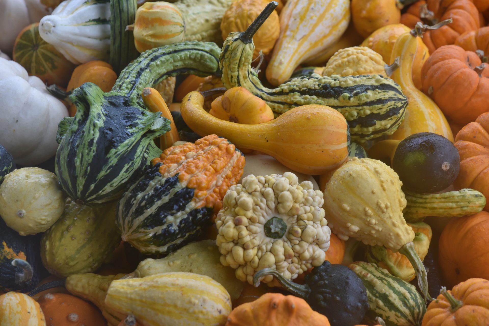 Gourds And More Background
