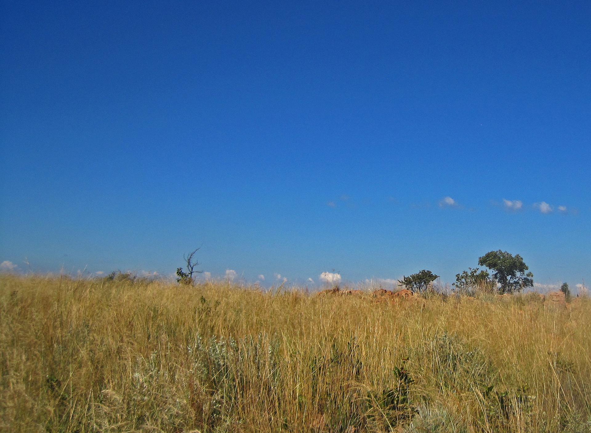 Grasland en blauwe lucht