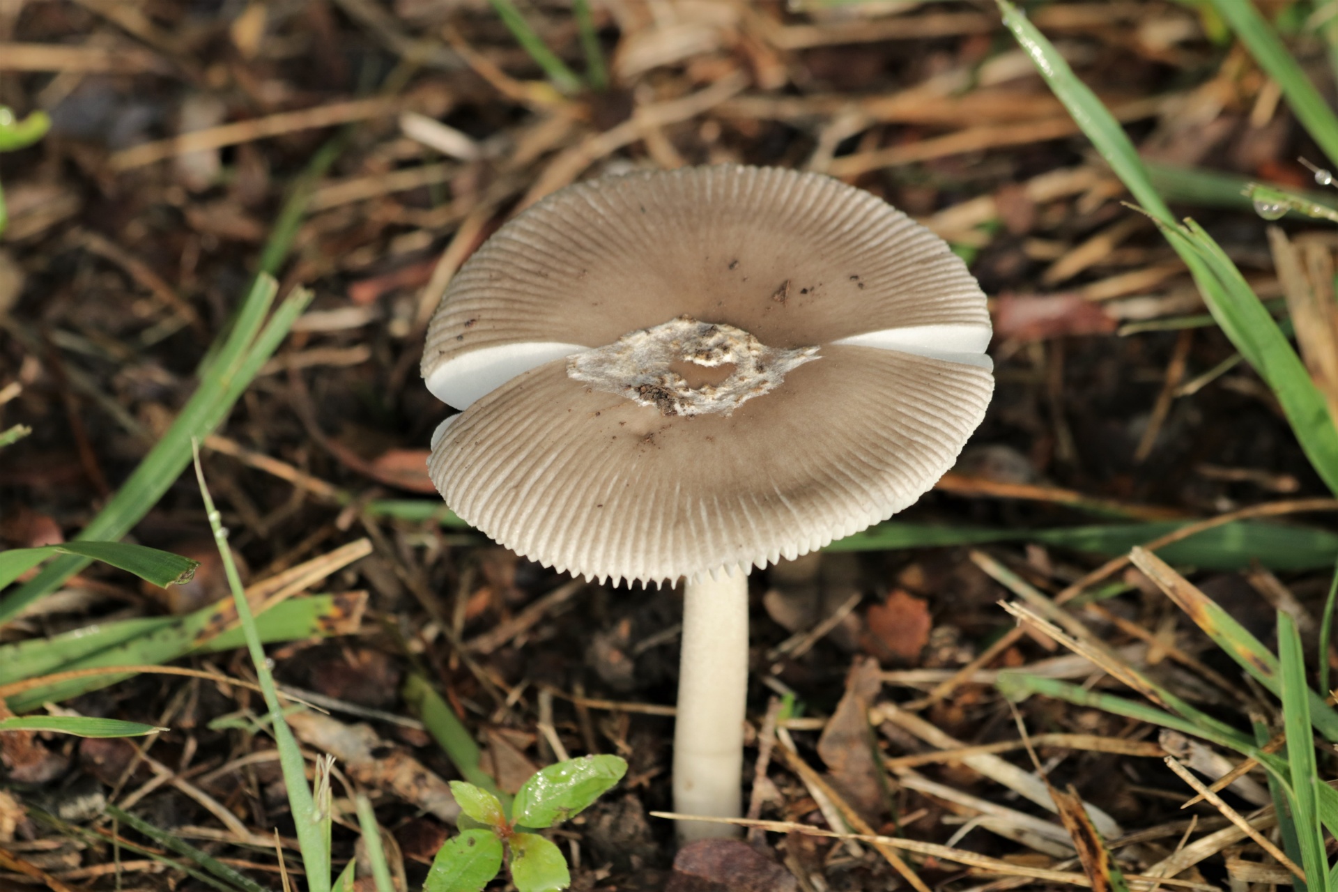 Šedá houba Amanita v trávě 2