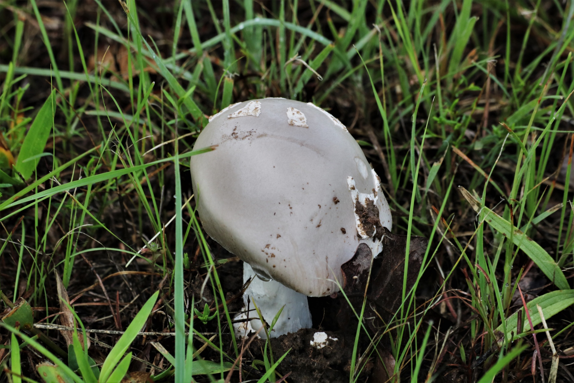 Šedá houba Amanita v trávě