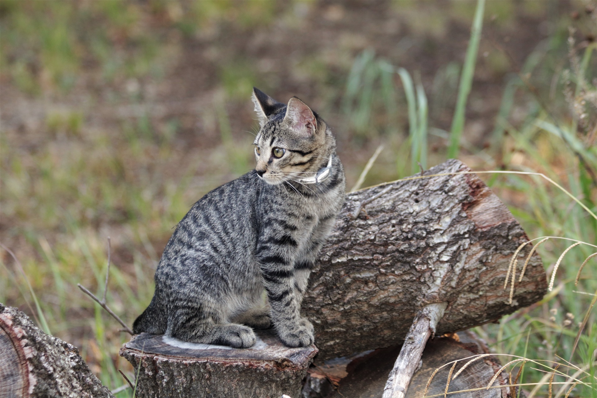 Gato gris sentado en troncos 2
