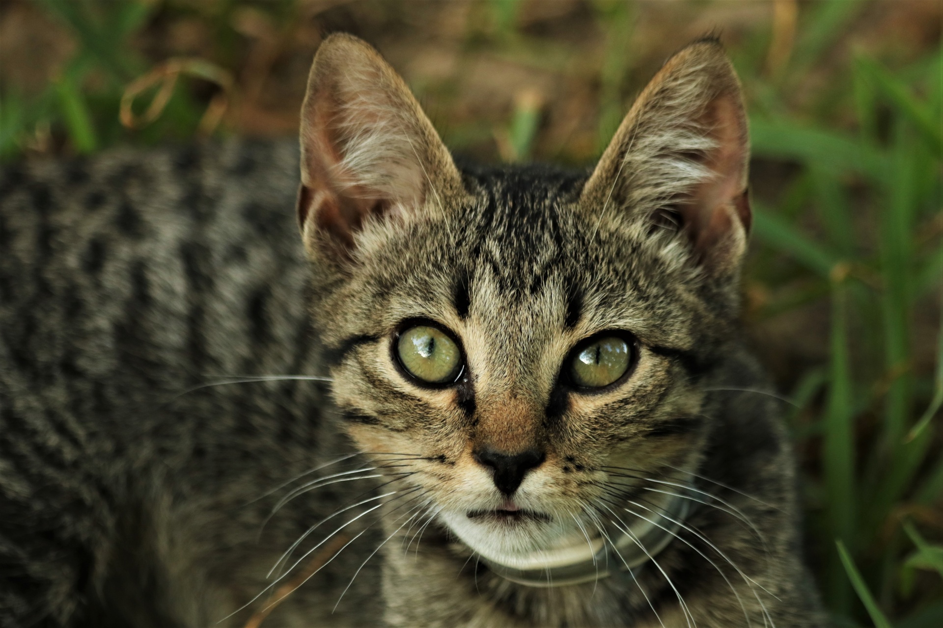 Close-up de gatinho cinzento