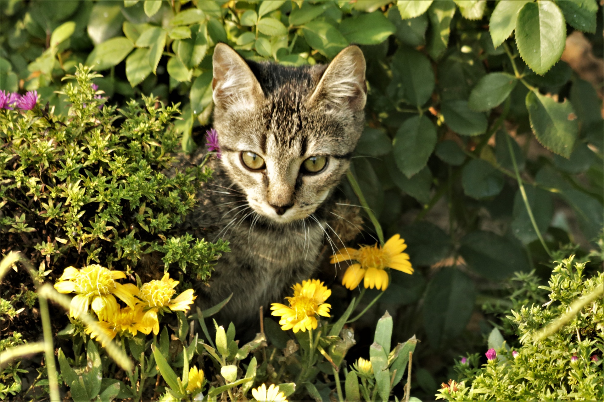 Grå kattunge gömmer sig i blommor