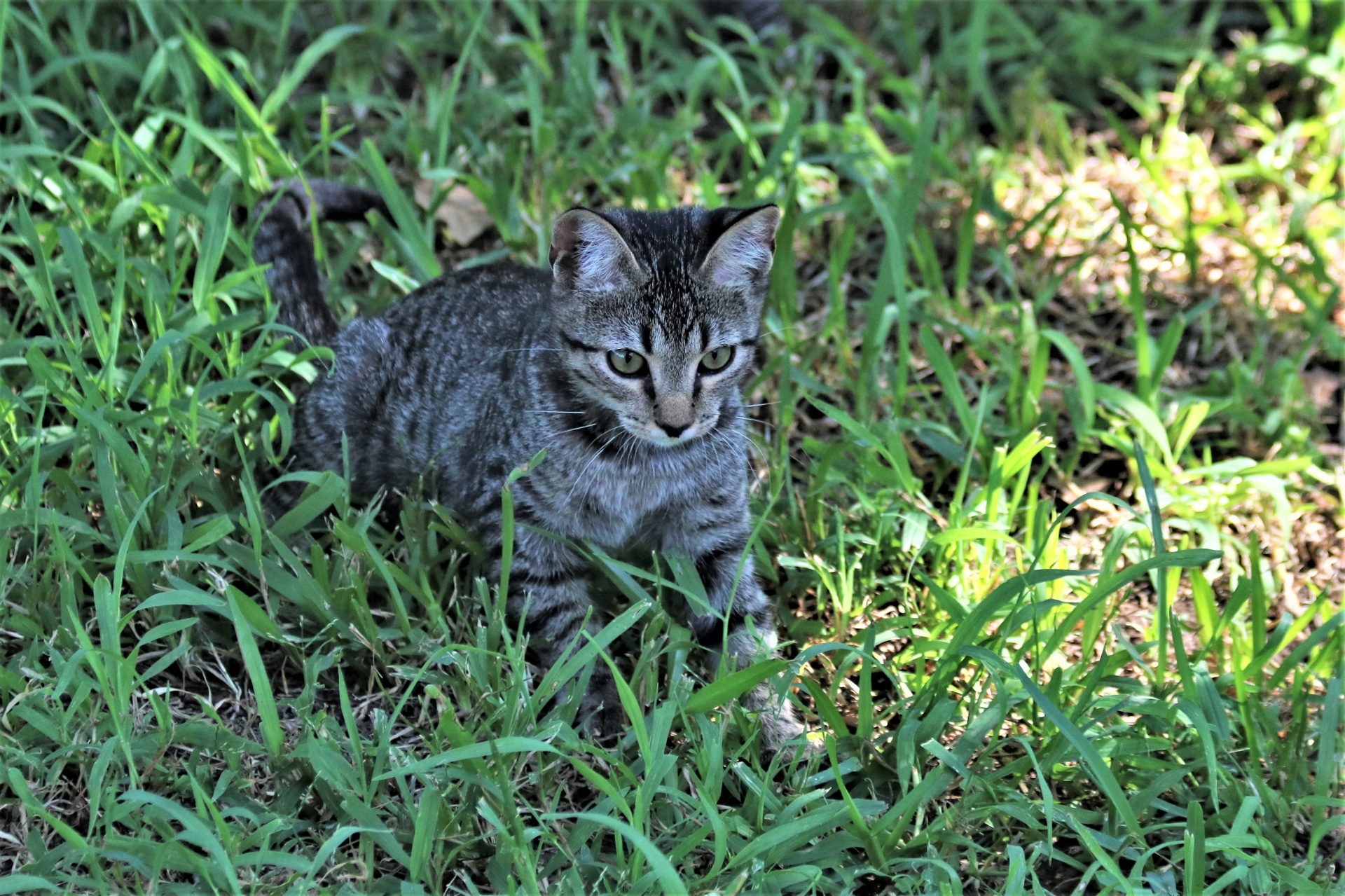 Šedé kotě hraje v trávě