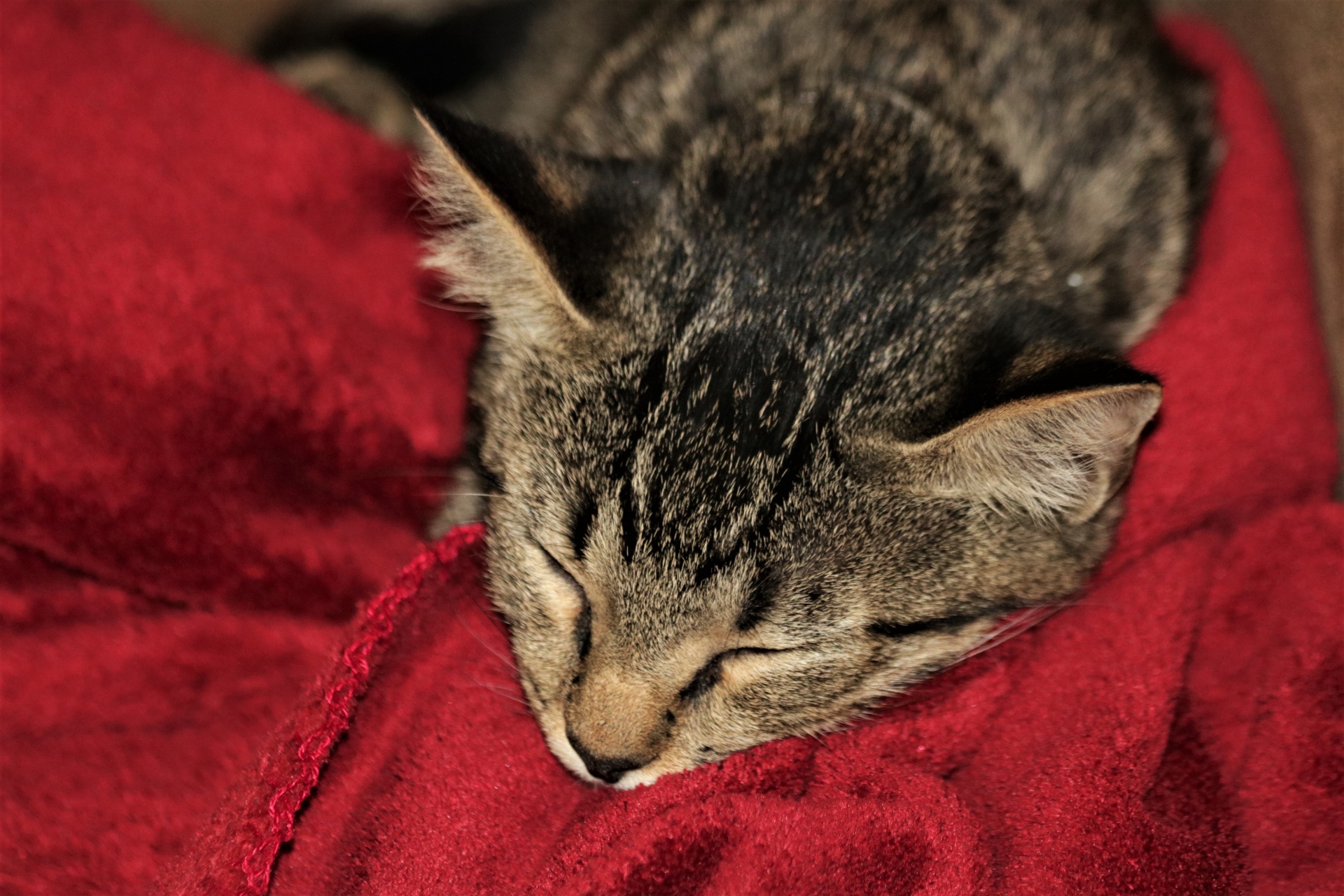 Gatinho cinzento dormindo no cobertor ve