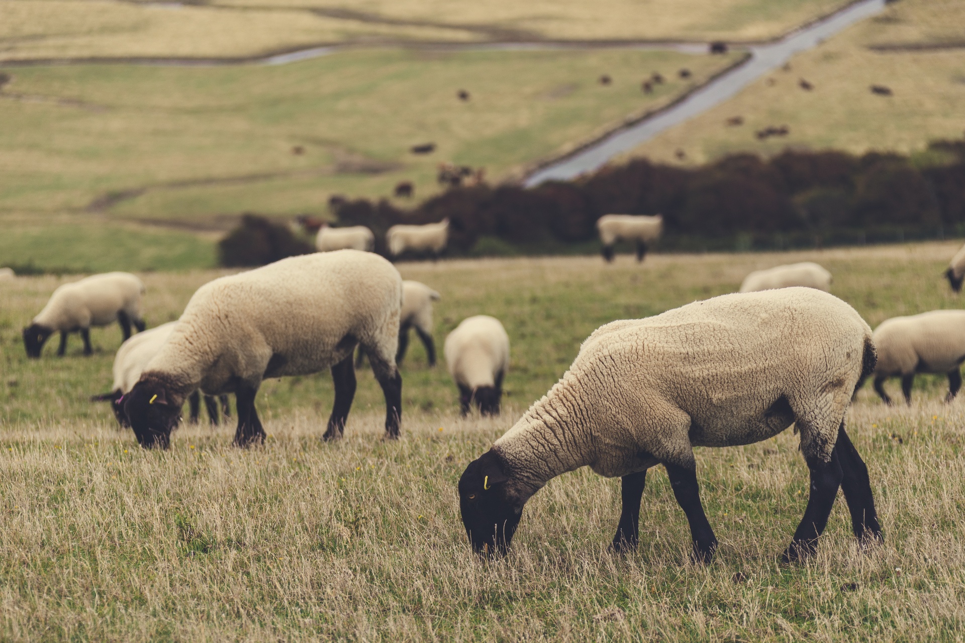 Pastando ovelhas