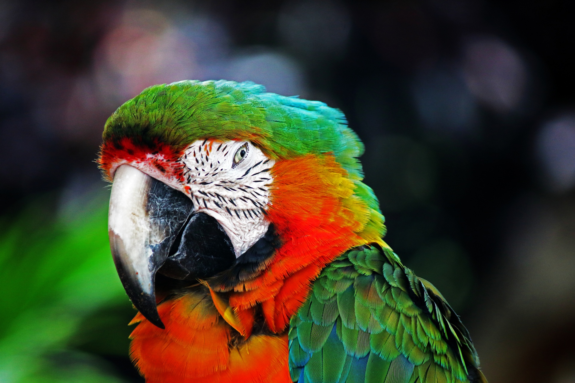 Grön och gul ara papegoja nära