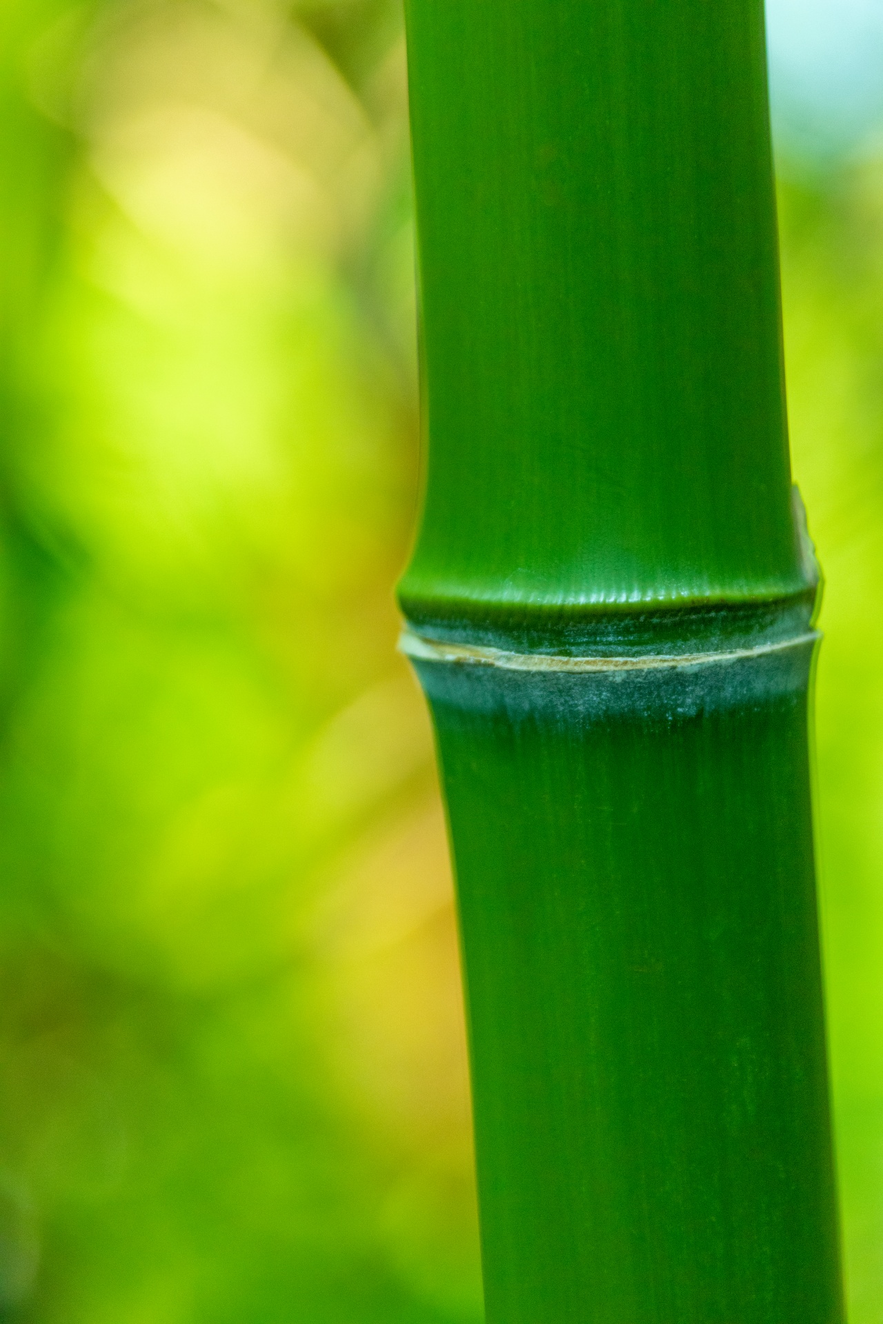 Detalle de bambú verde