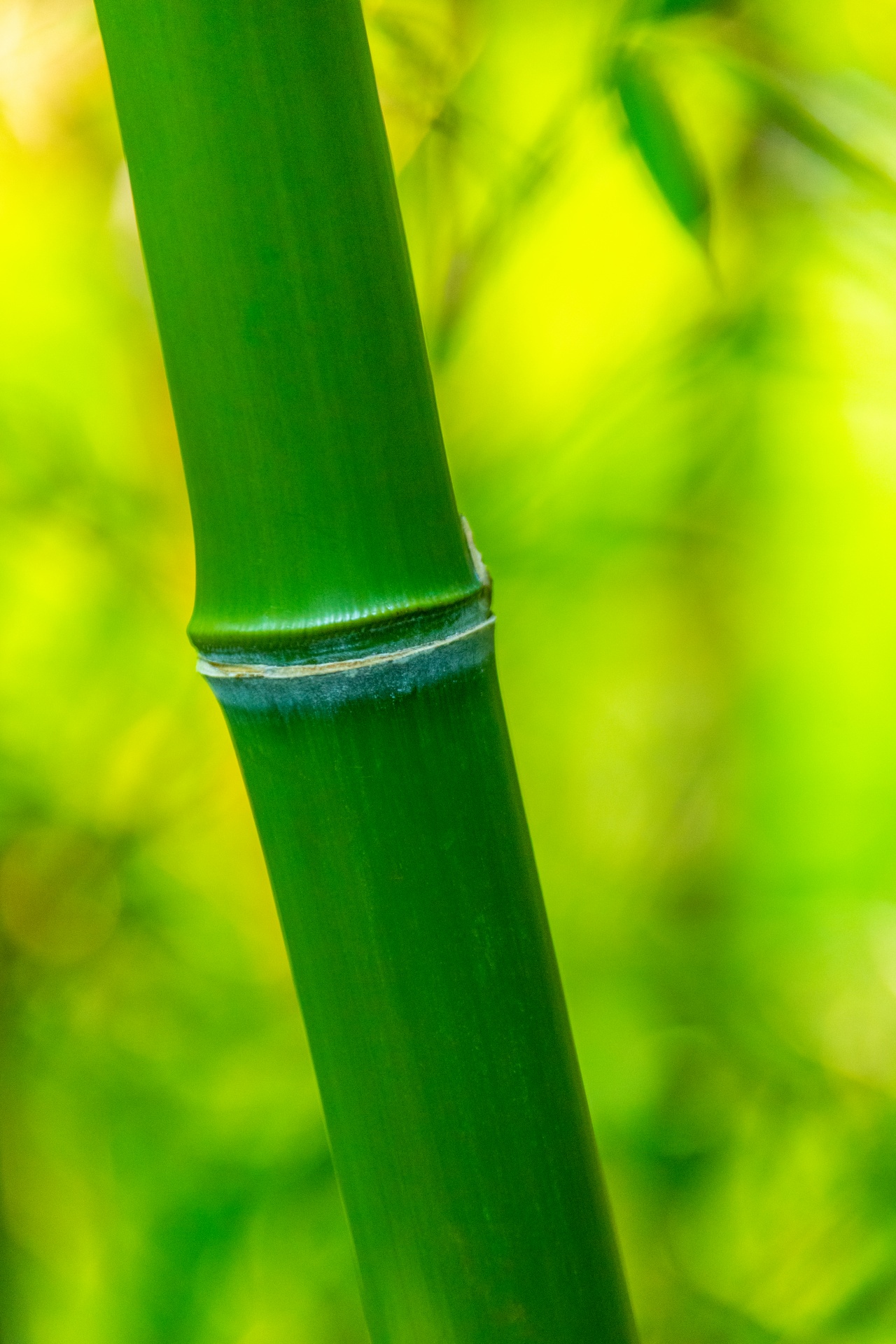 Détail de bambou vert