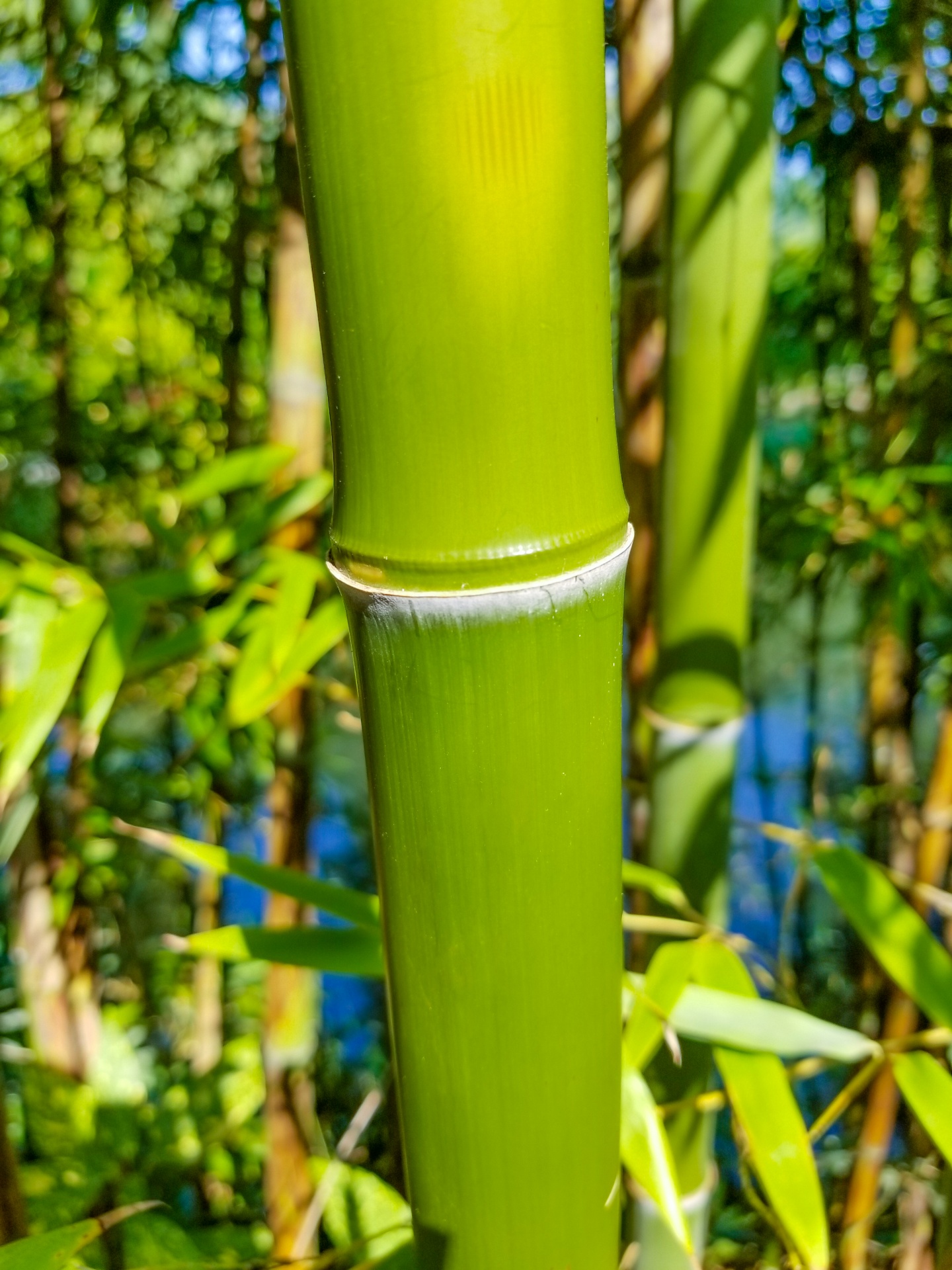 Zielony bambusowy detal