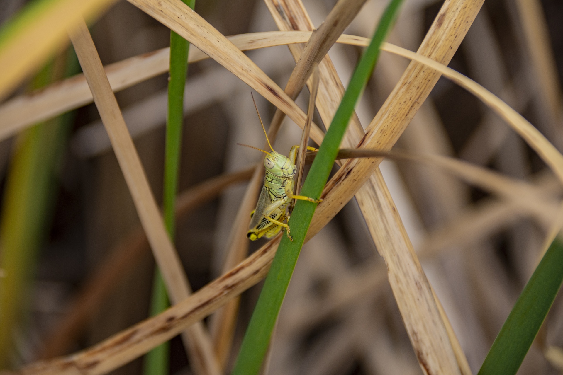 Grashopper verde