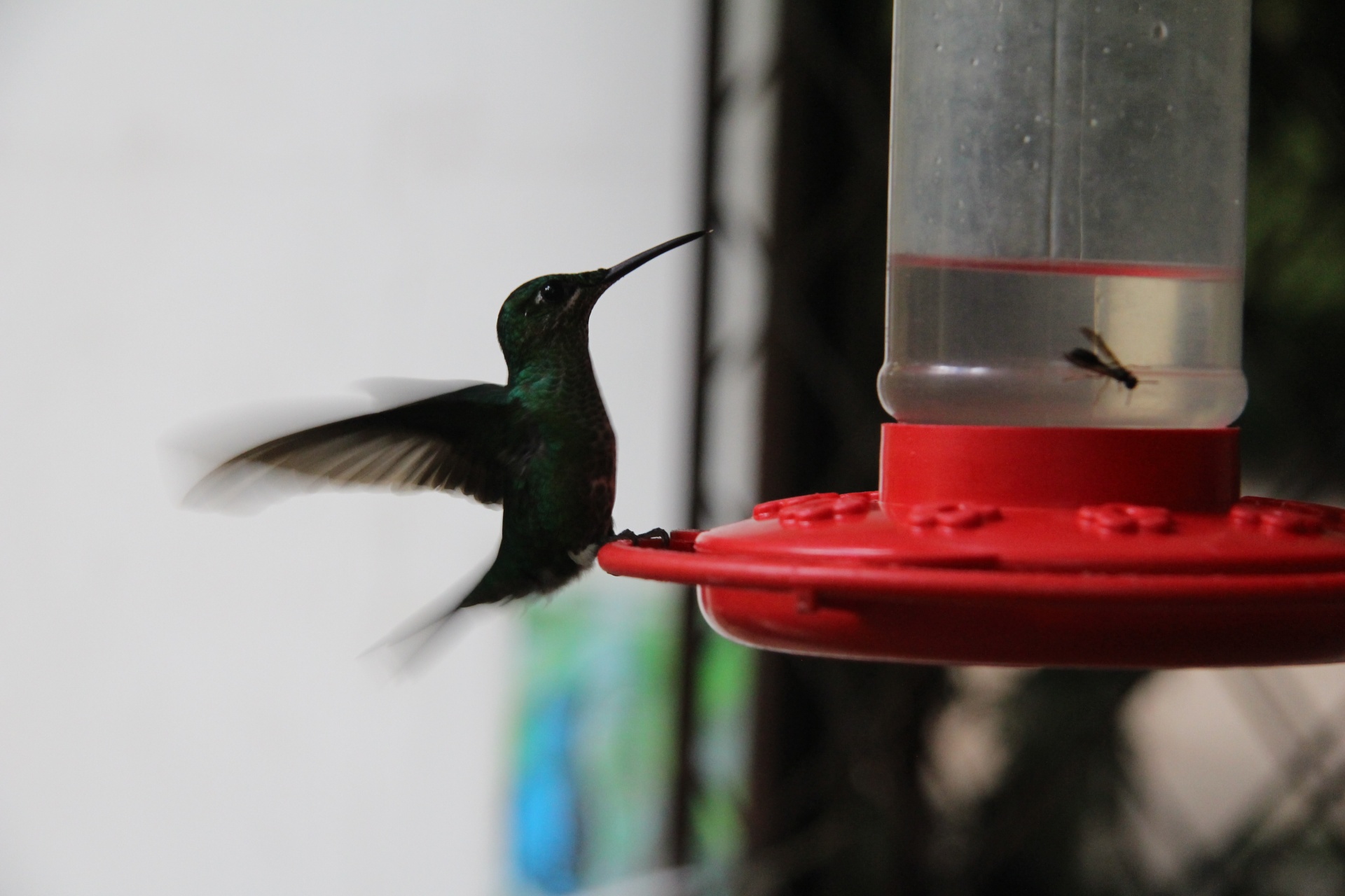 Hummingbird verde