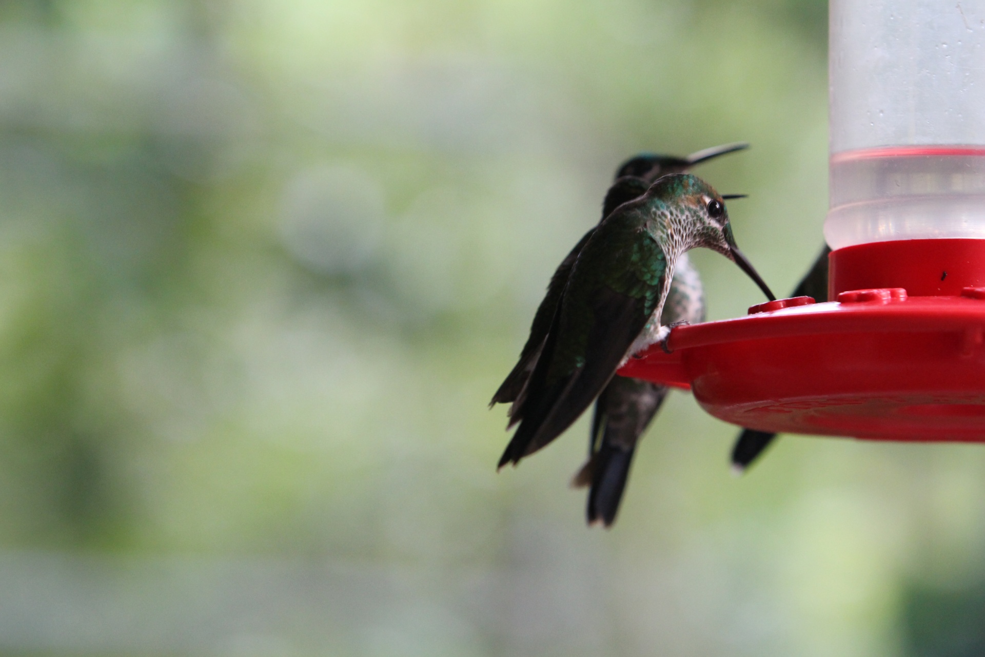 Zelený kolibřík