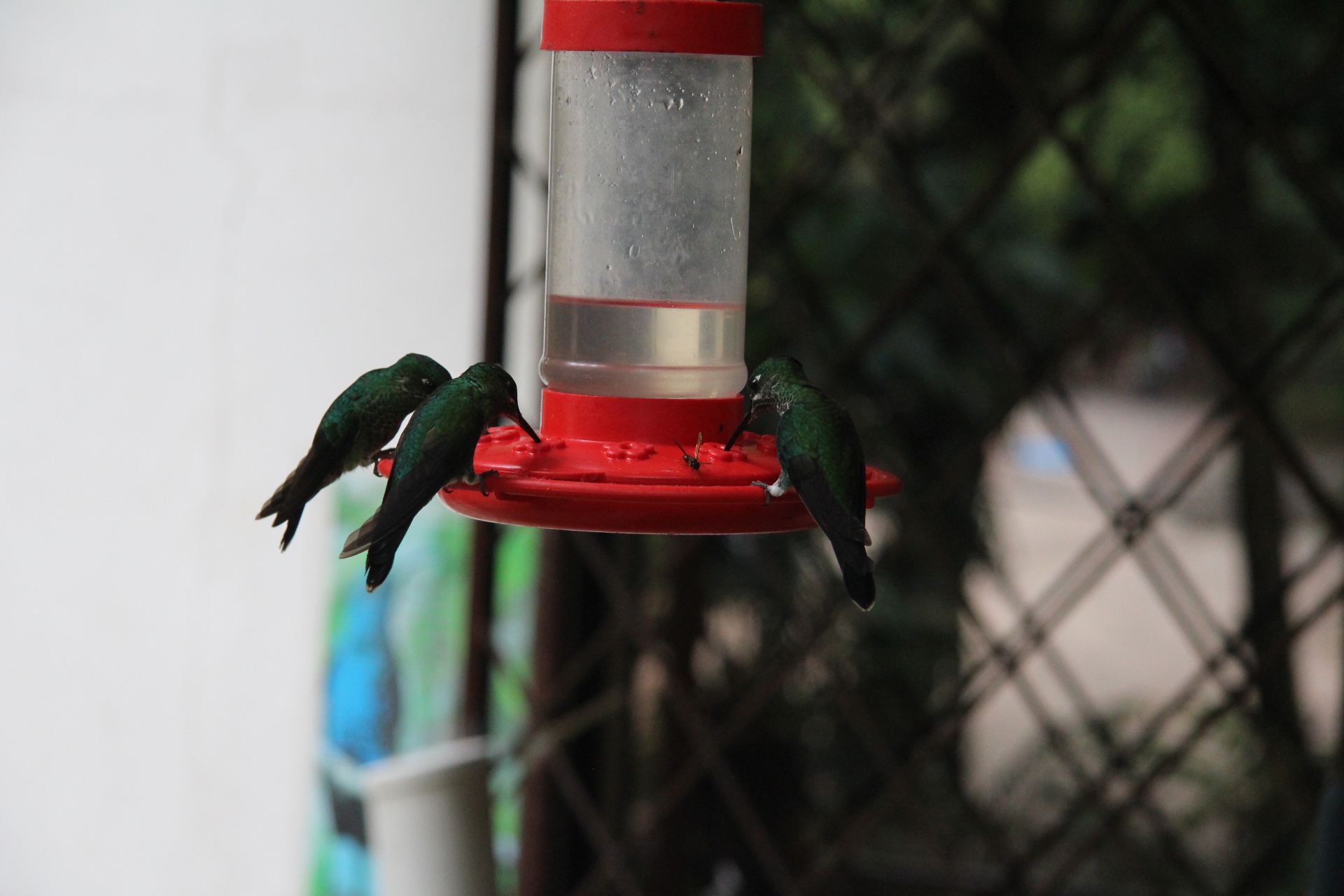 Zelené kolibříky