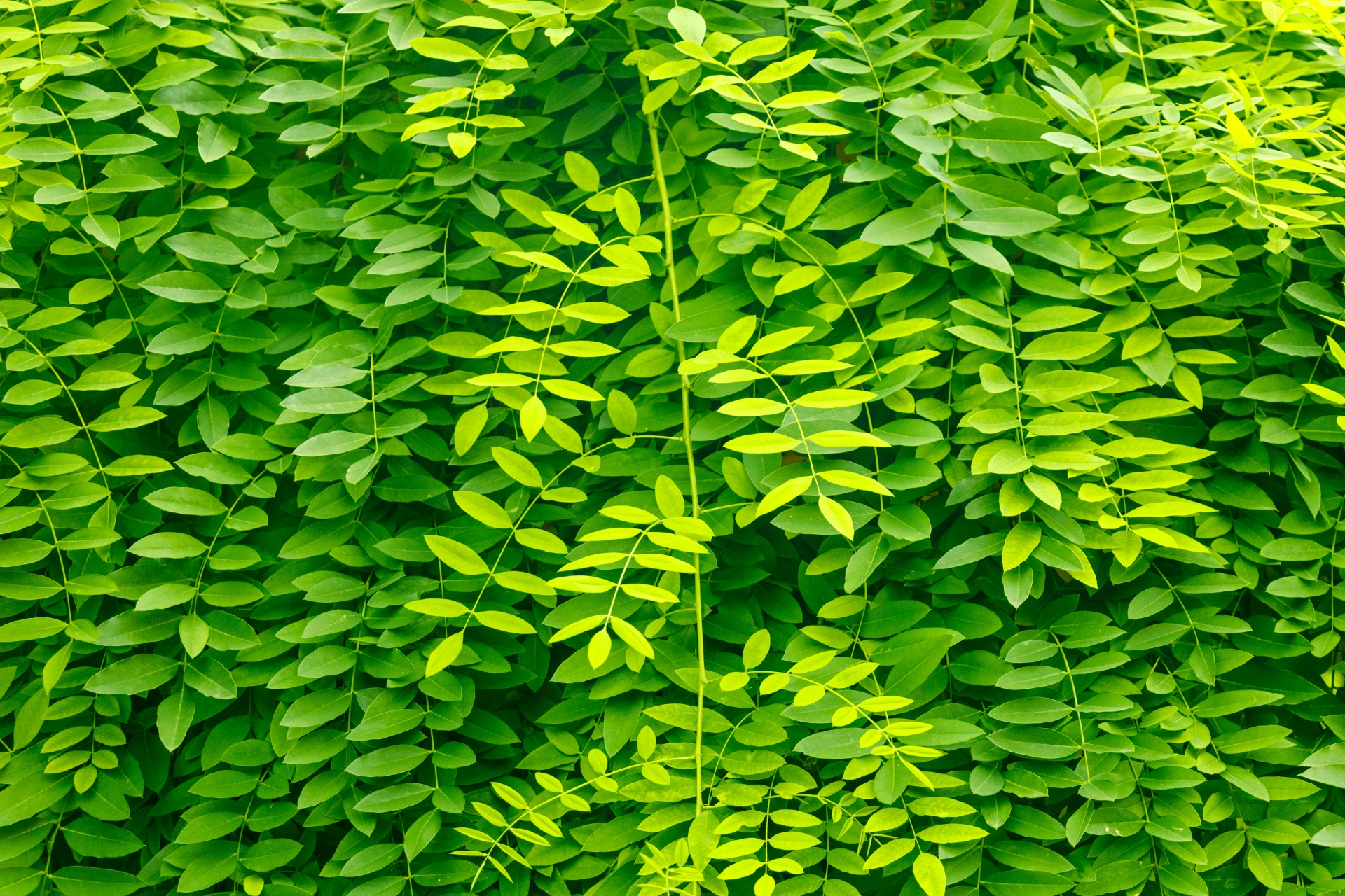 Zelené listy pozadí