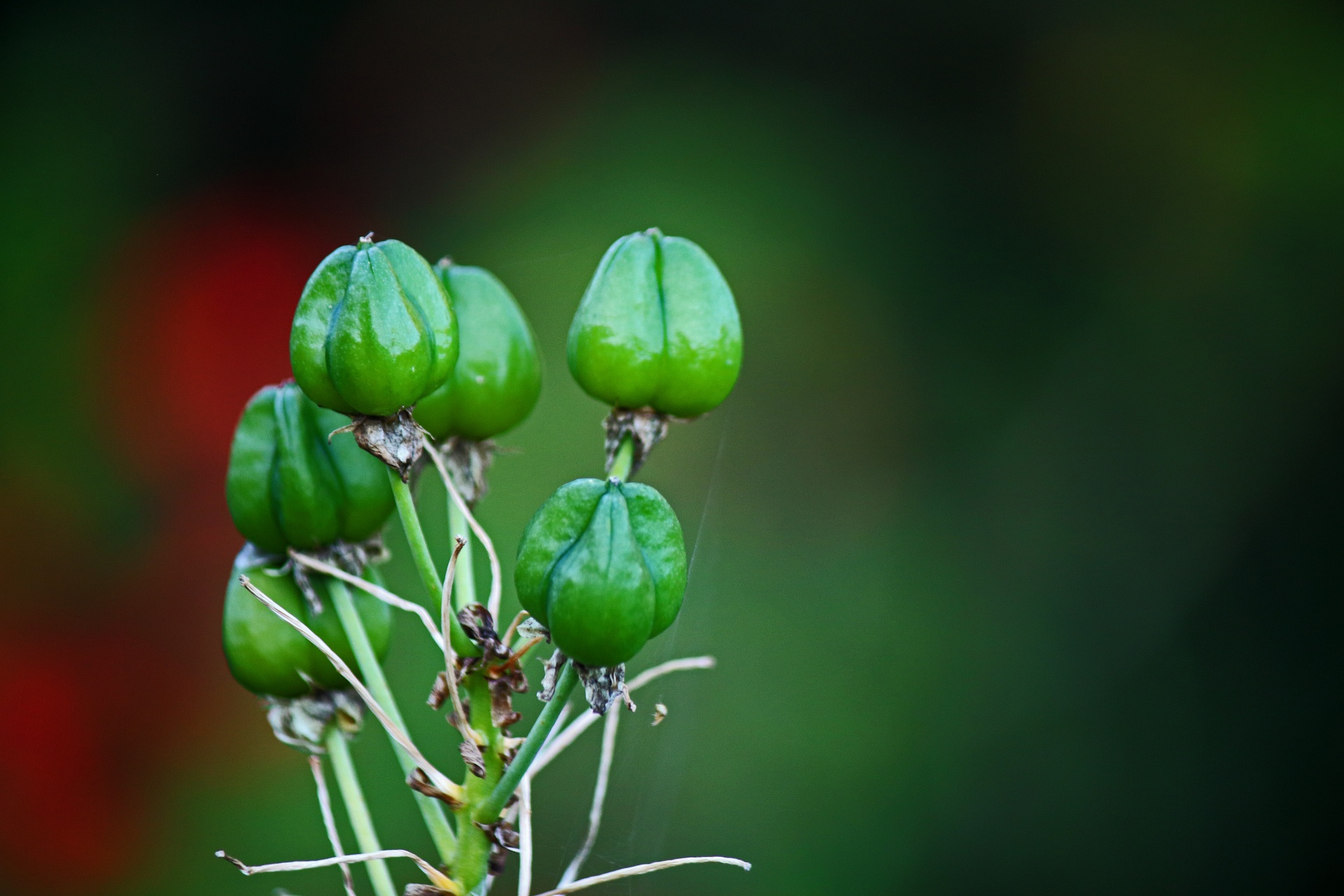 Zelená semena na špičce rostliny