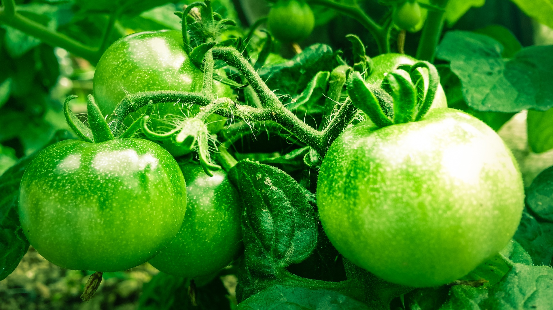 Zelená rajčata
