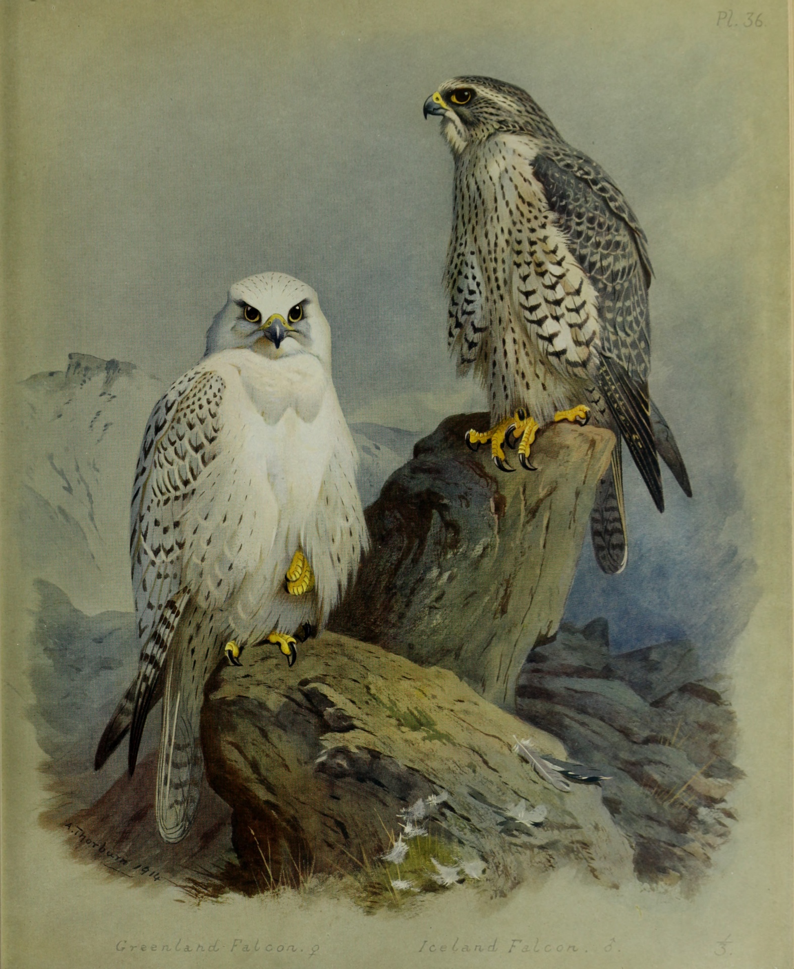 Greenland Falcon & Island Falcon