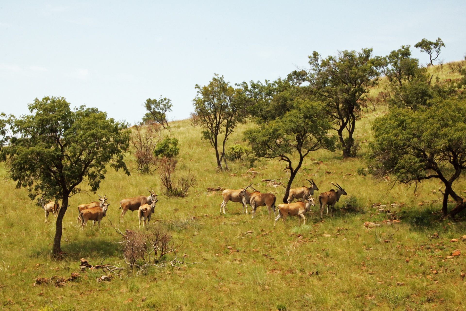Skupina eland v otevřených lesích