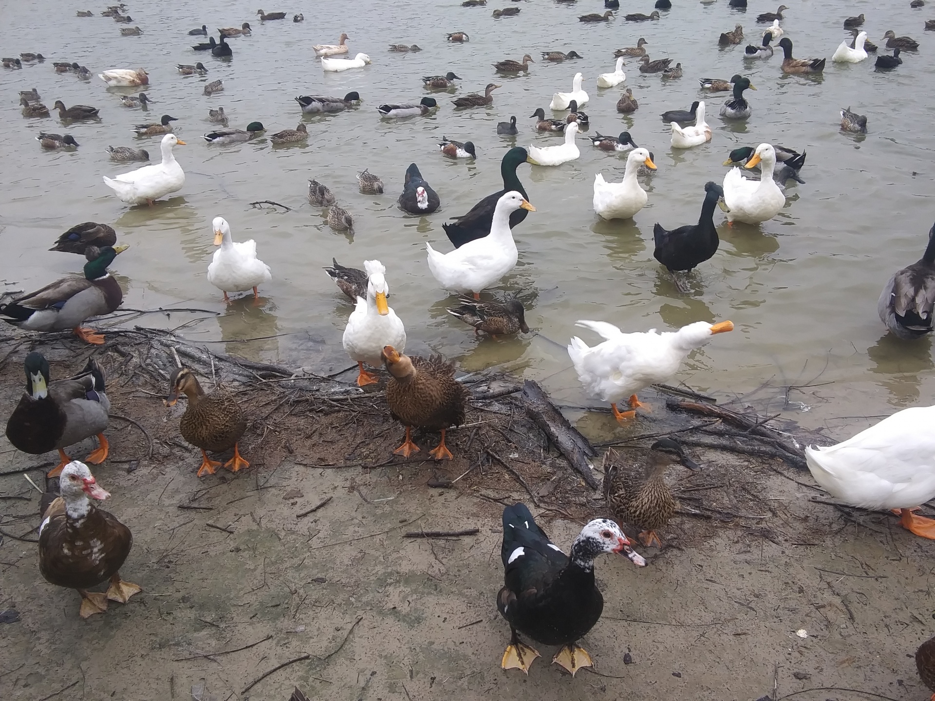 Grupo de gansos e patos