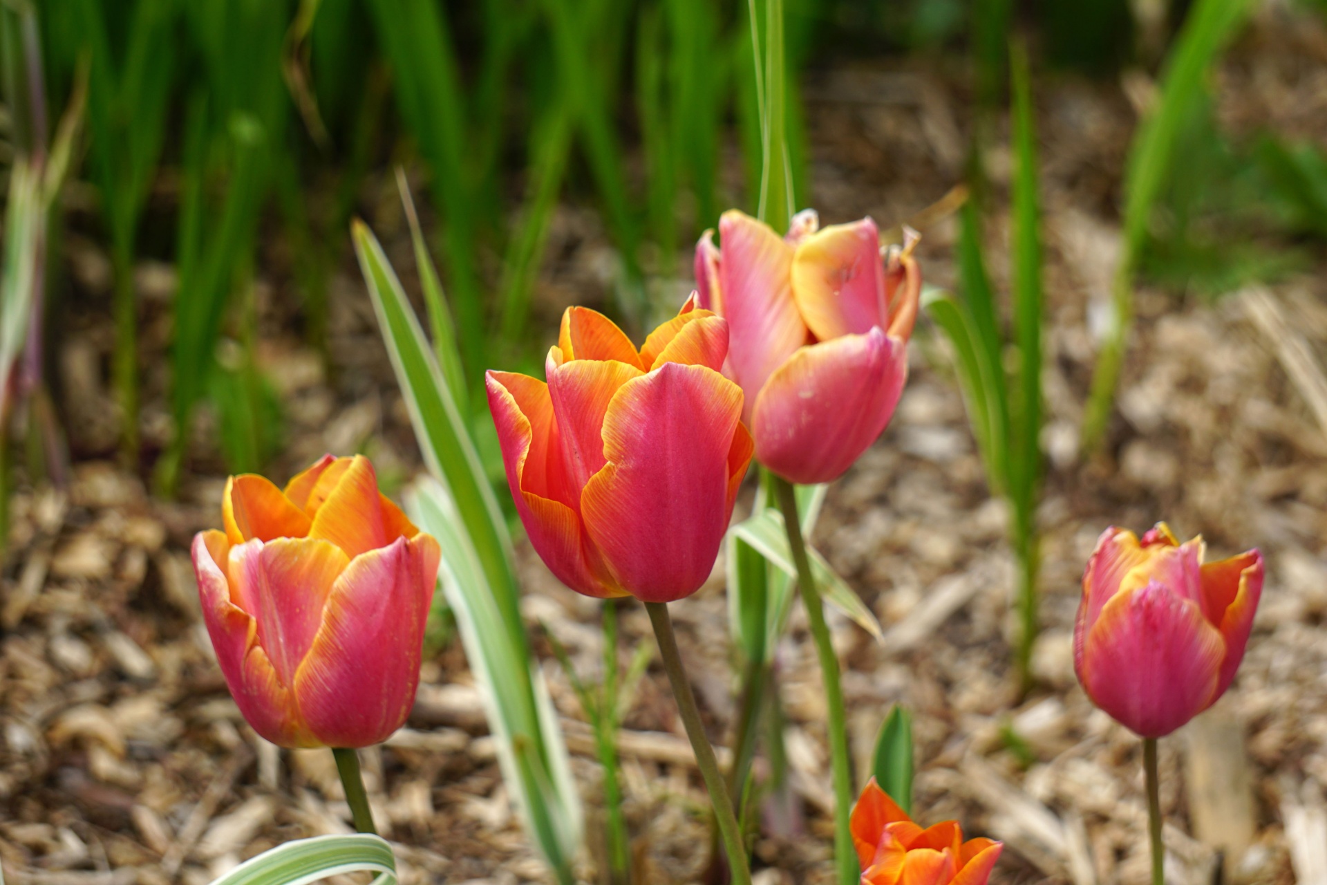 Grupo de tulipas