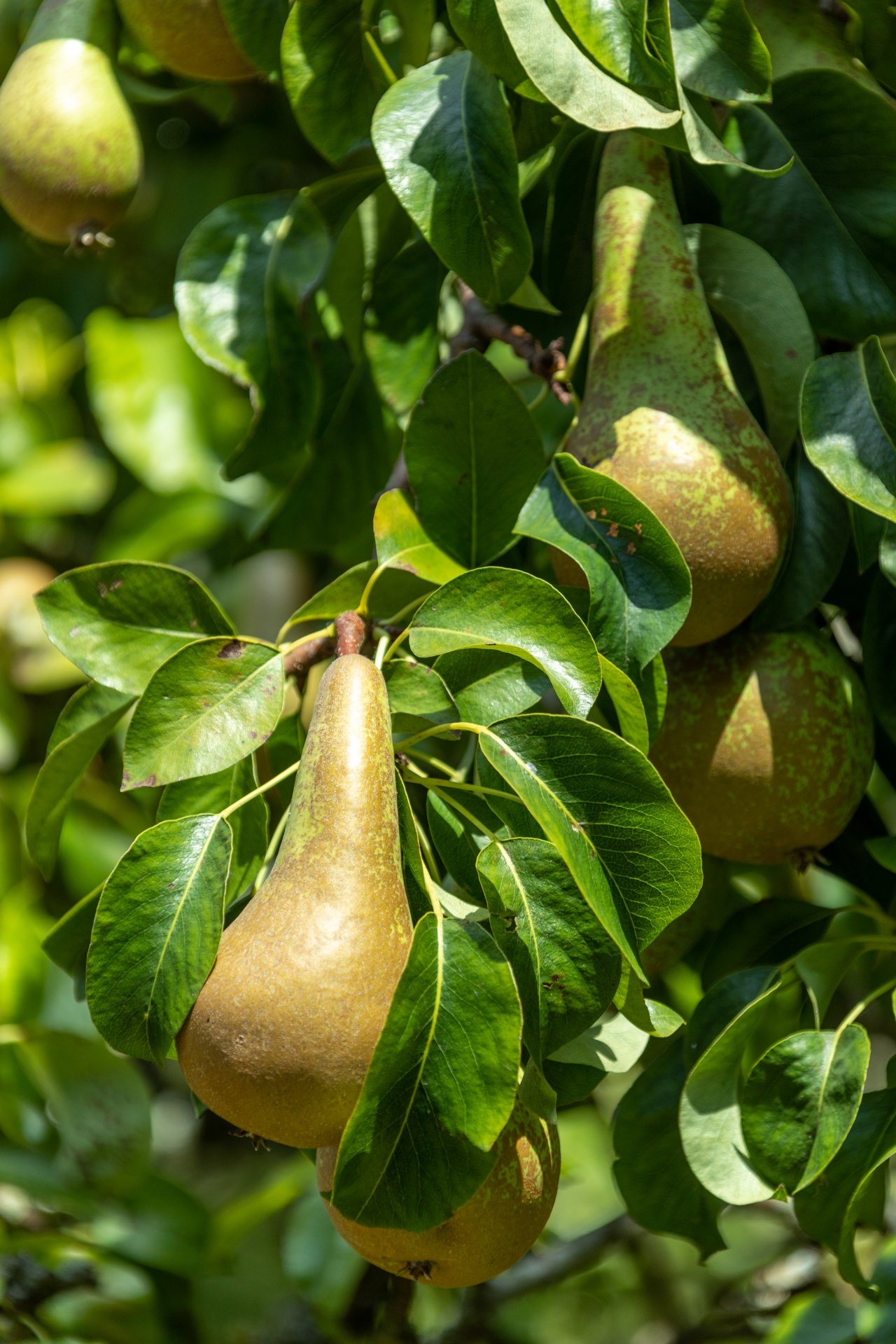 What Does Grow A Pear Mean