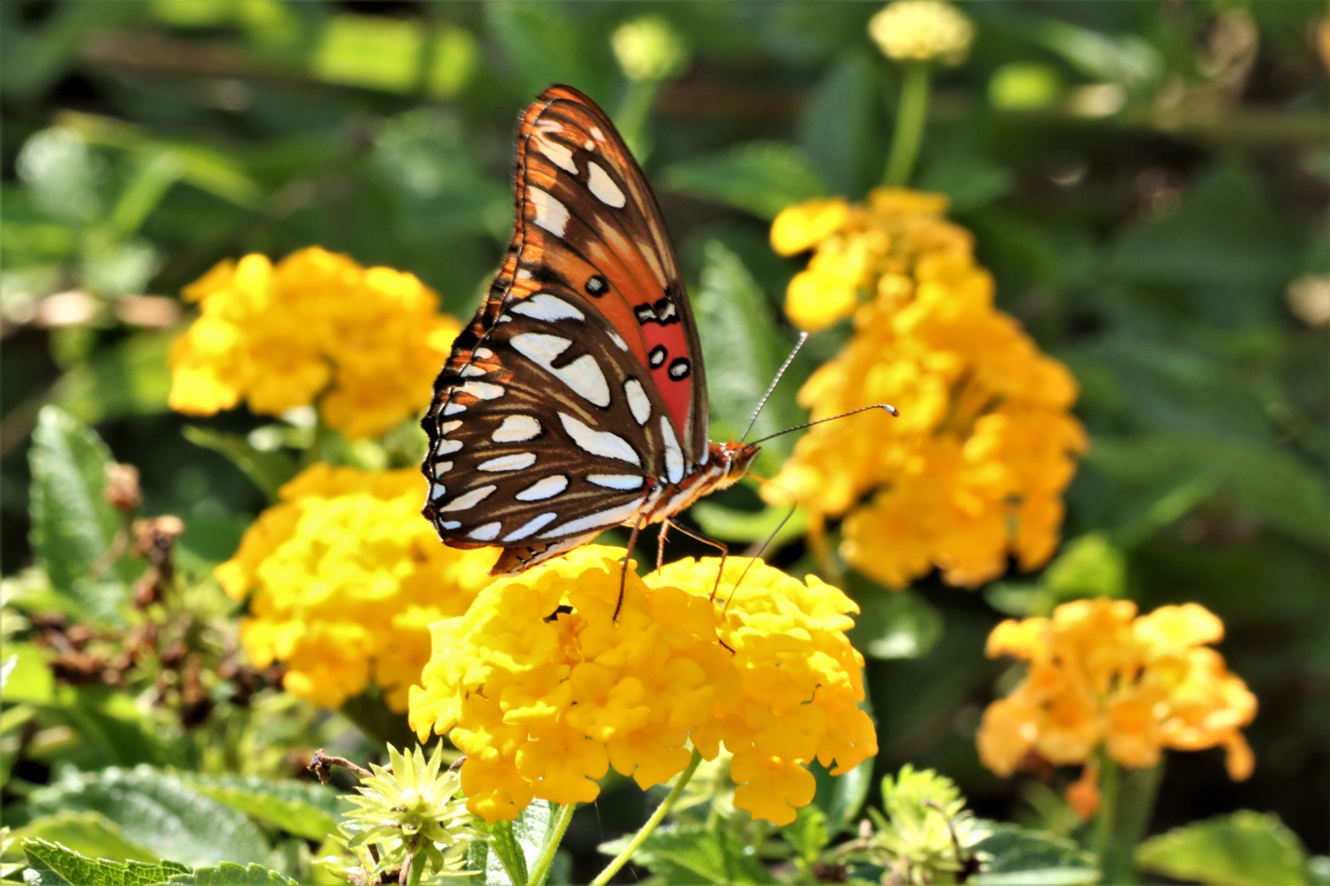 Papillon fritillaire du Golfe sur Lantan