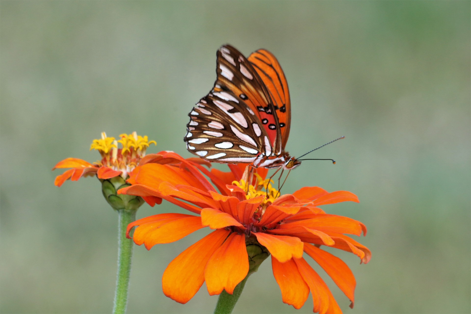 Záliv Fritillary Butterfly na Lantanu