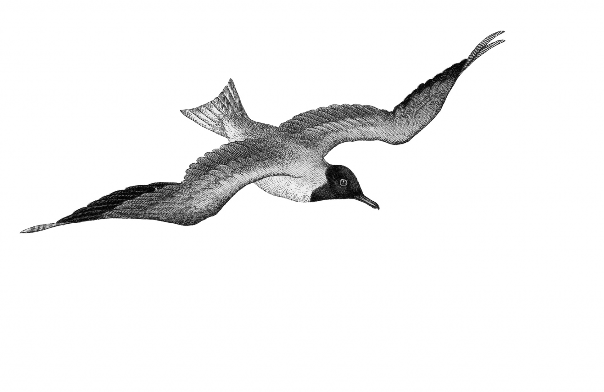 Gull, Seagull Drawing