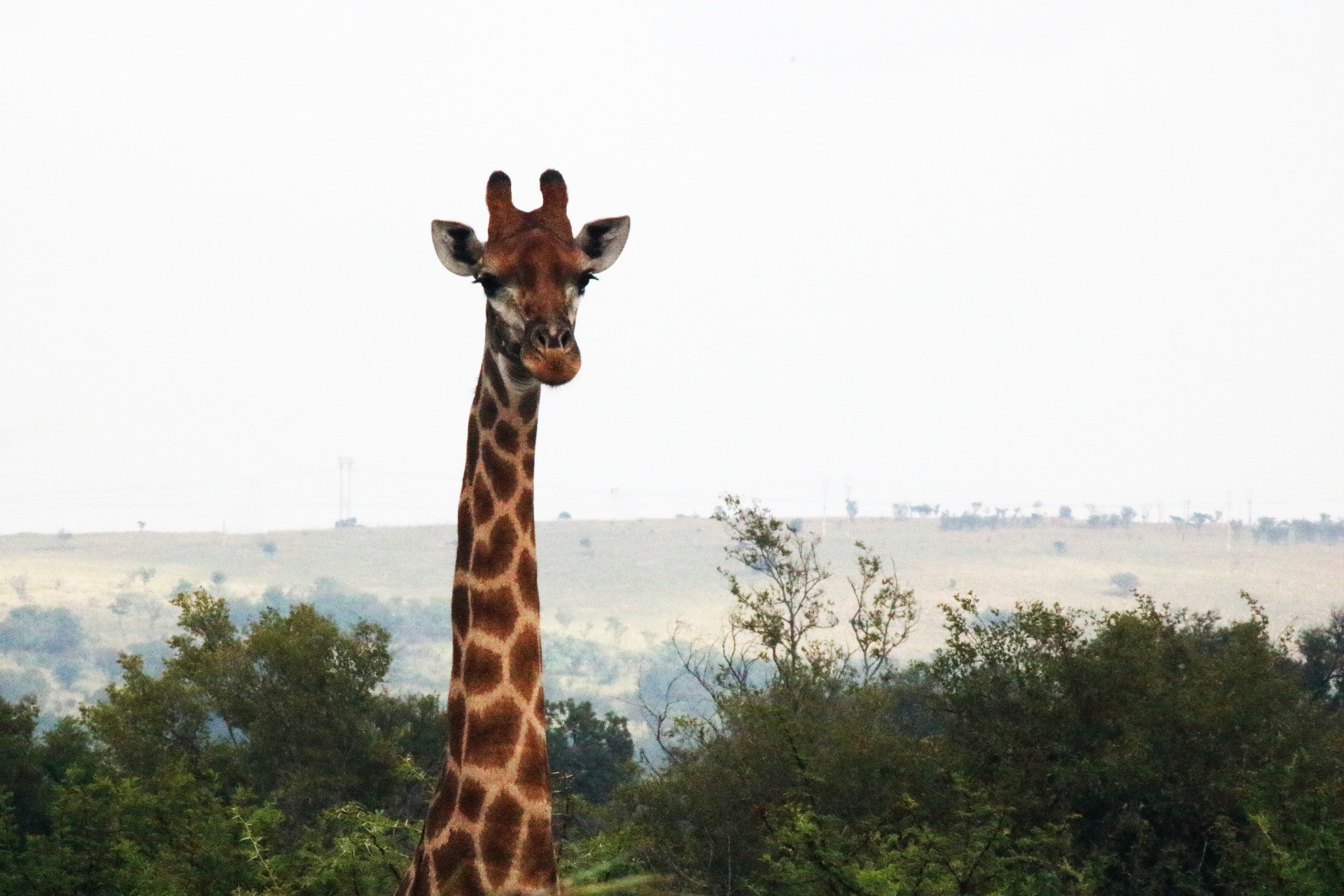 Cabeça e pescoço de uma girafa