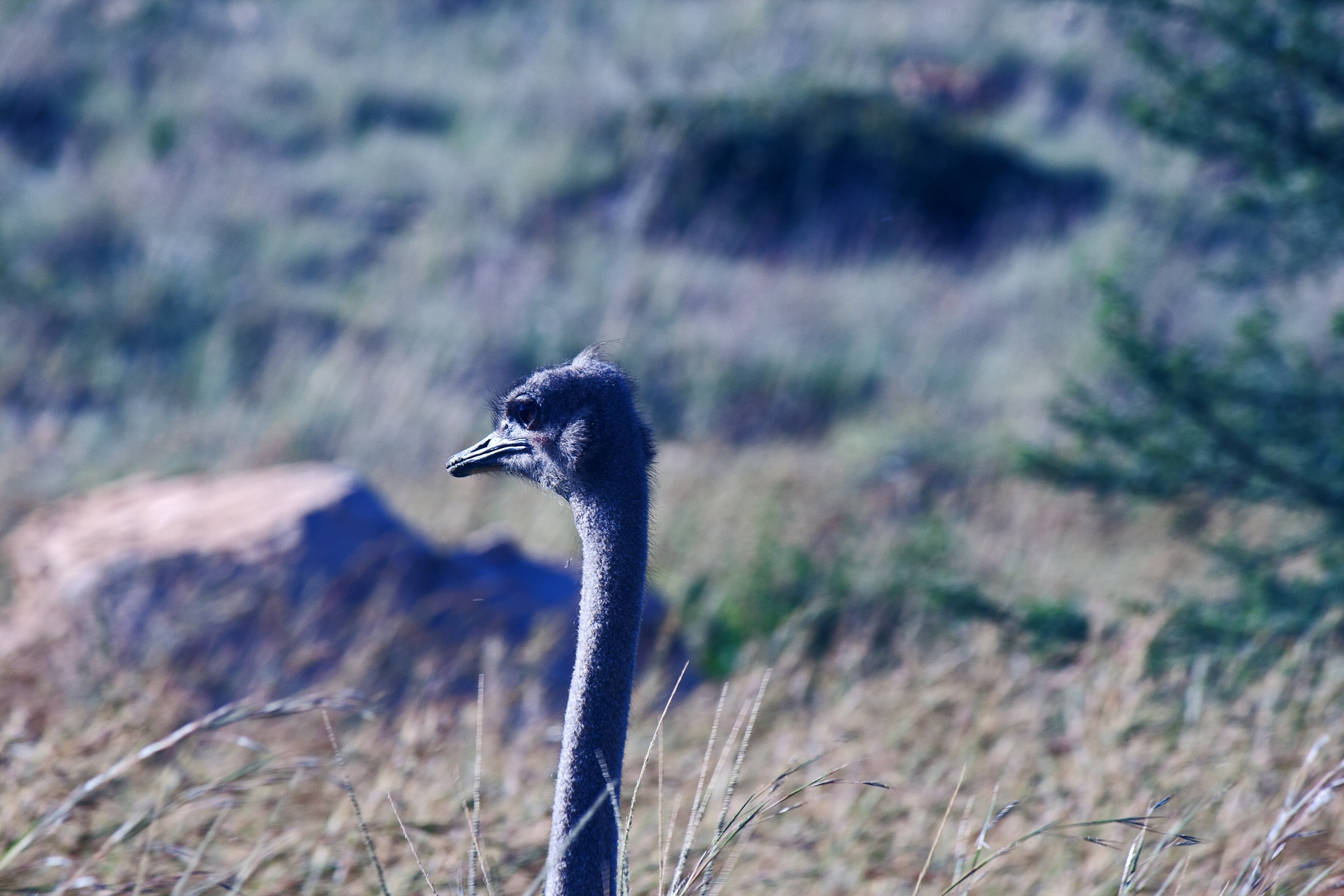 Cabeça e pescoço de avestruz feminino