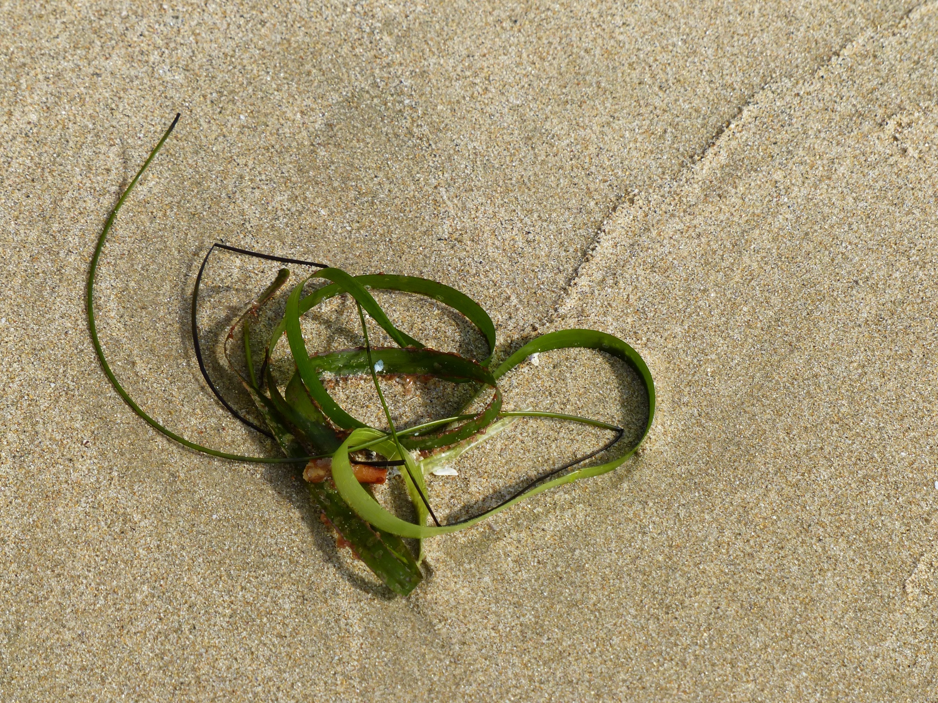 Heart Shaped Seaweed