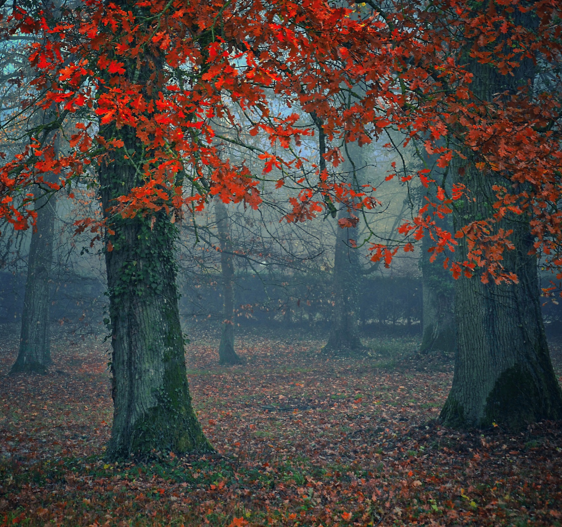 Podzimní lesní stromy listy listí